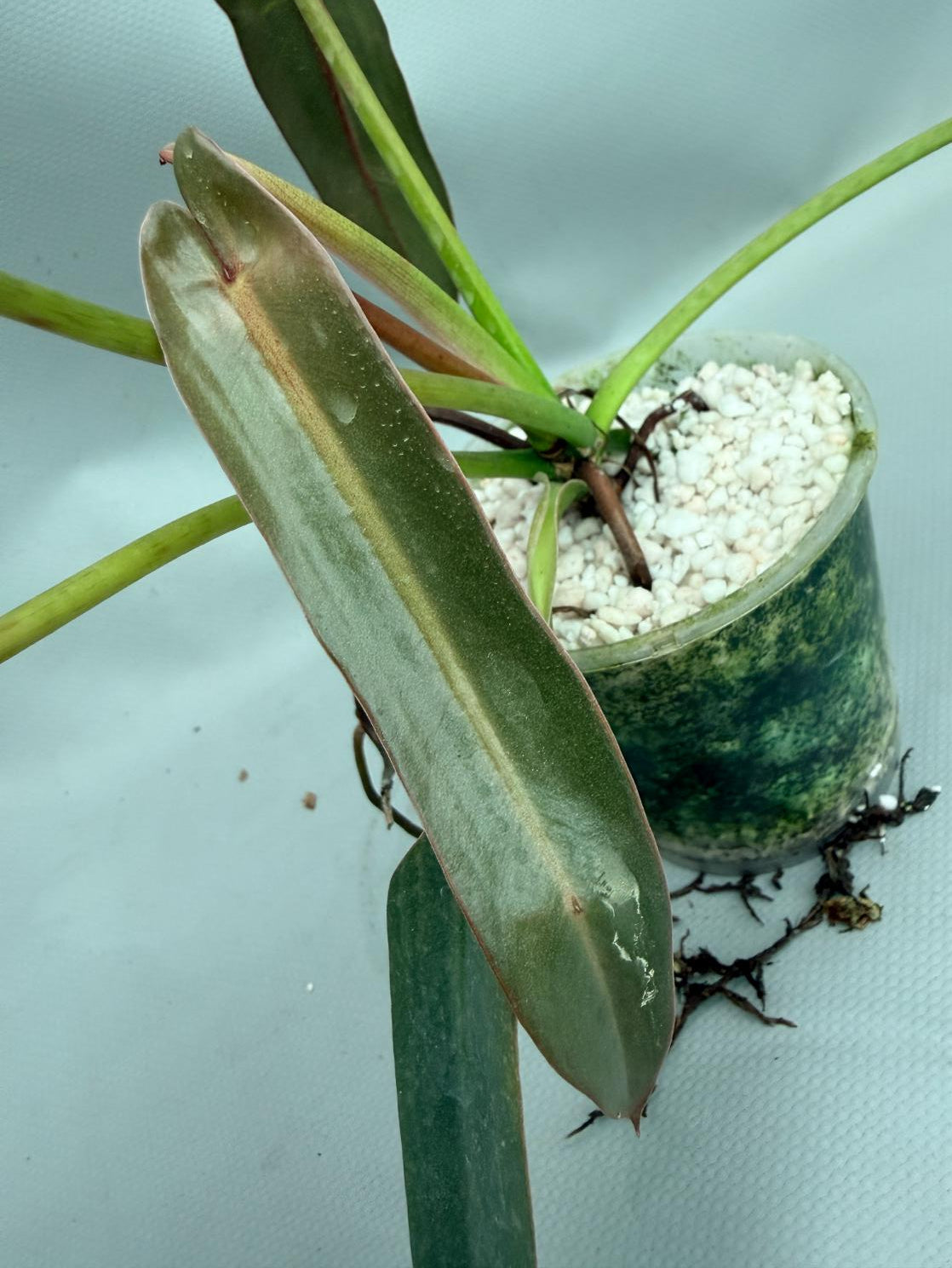 Philodendron spiritus sancti 08