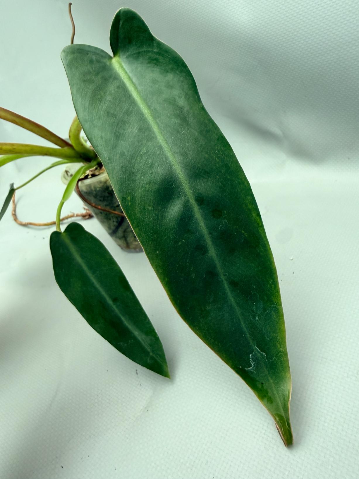 Philodendron spiritus sancti 07