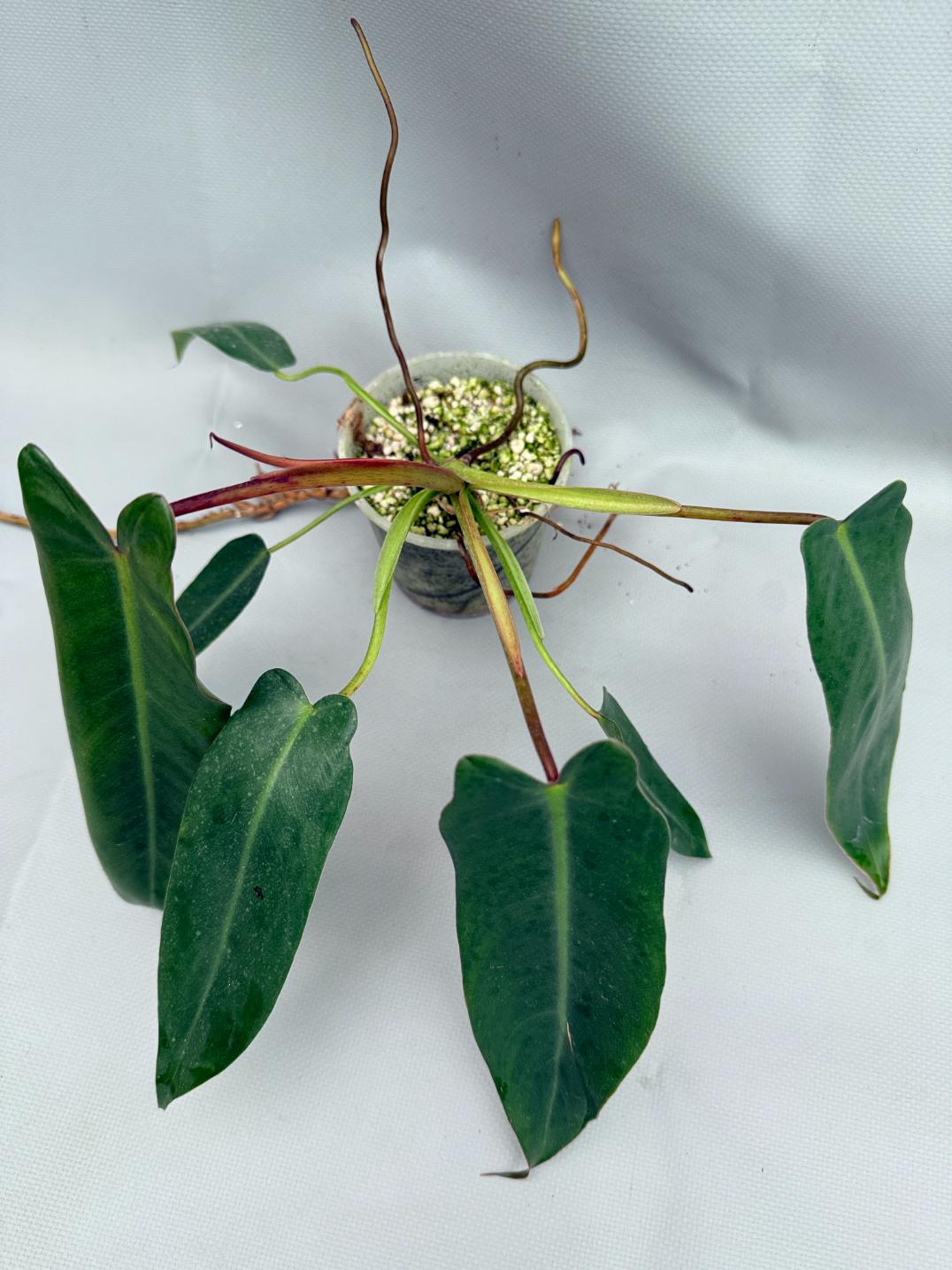 Philodendron spiritus sancti 08