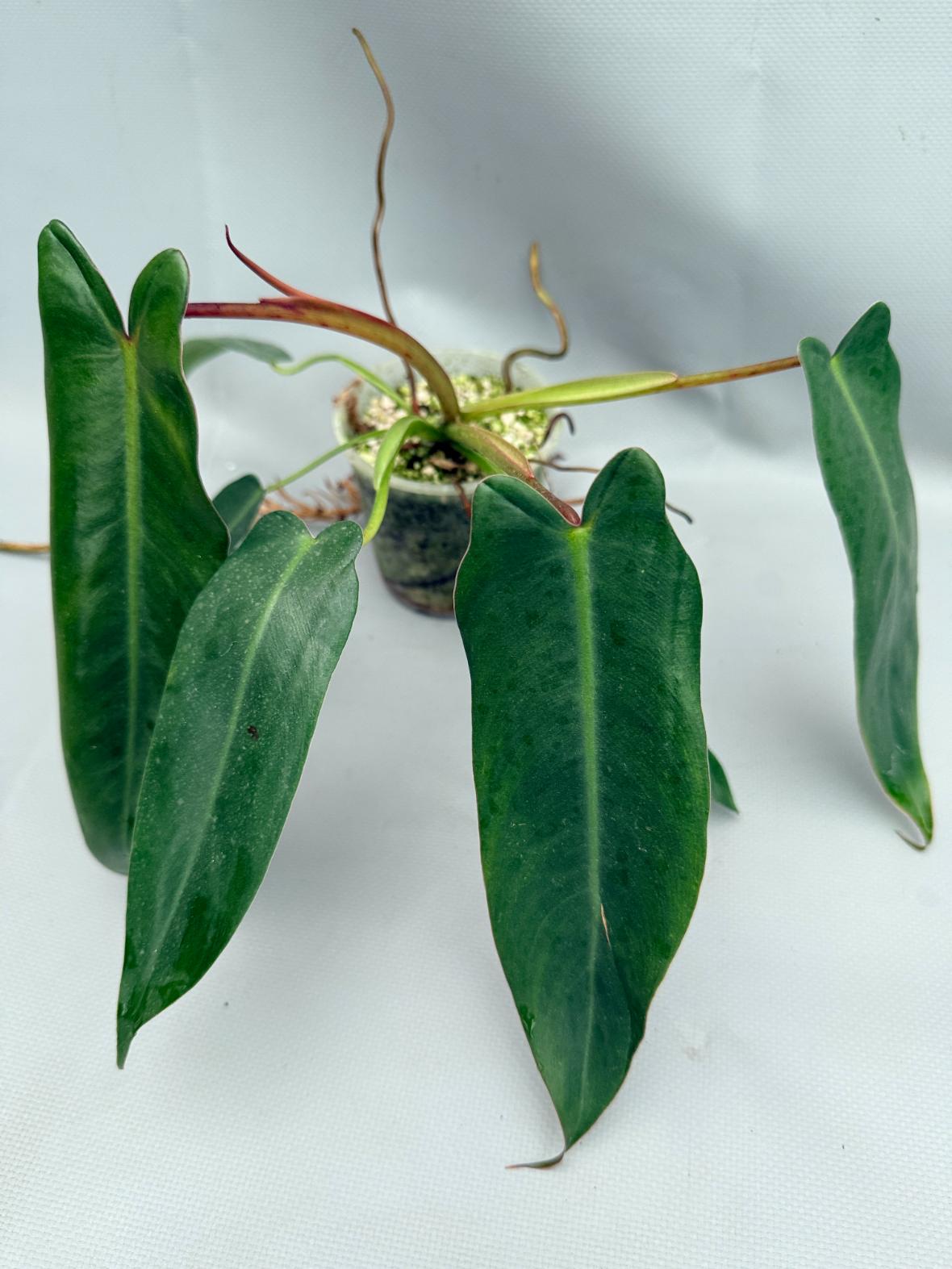Philodendron spiritus sancti 09