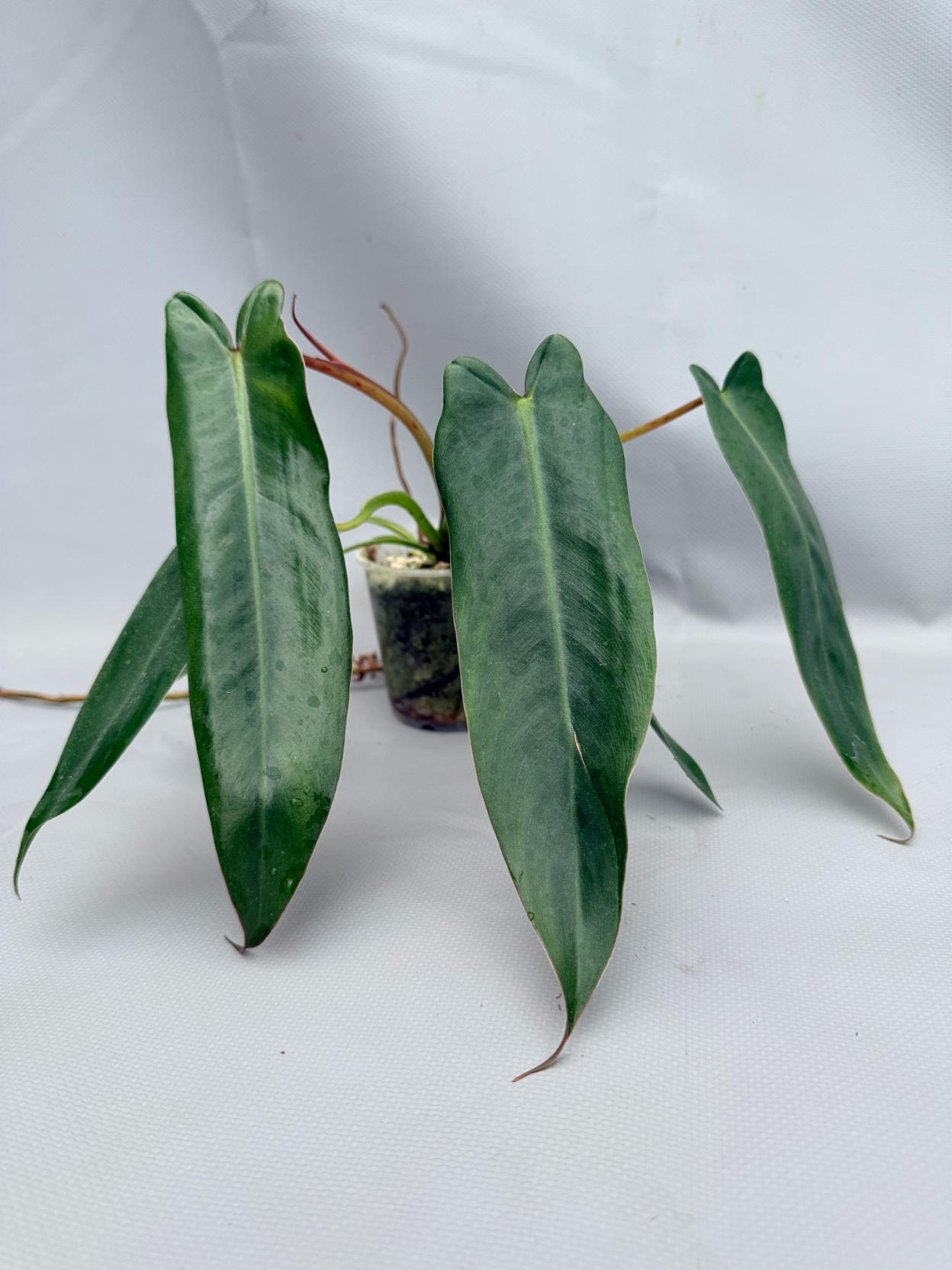 Philodendron spiritus sancti 04