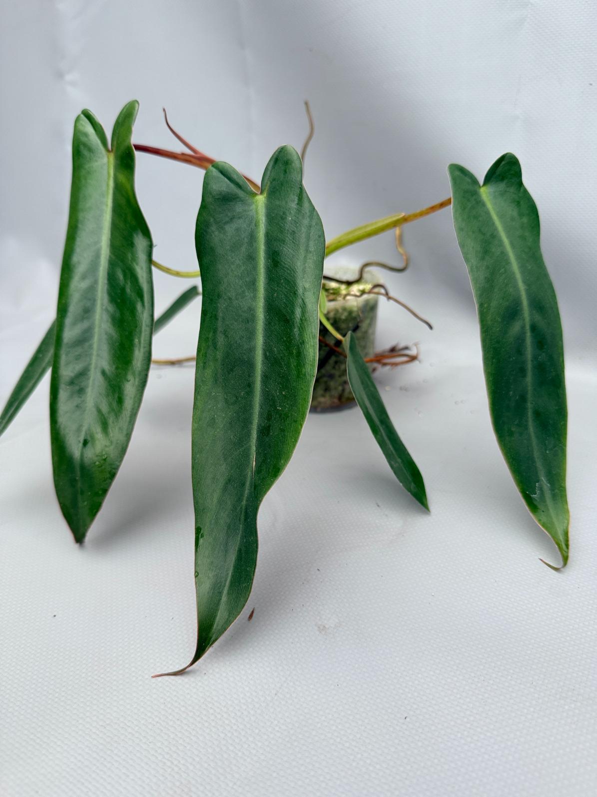 Philodendron spiritus sancti 02