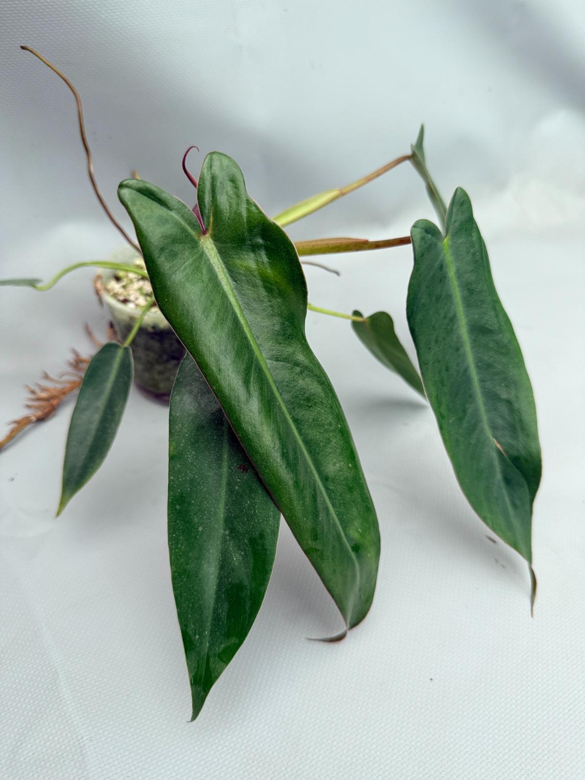 Philodendron spiritus sancti 01