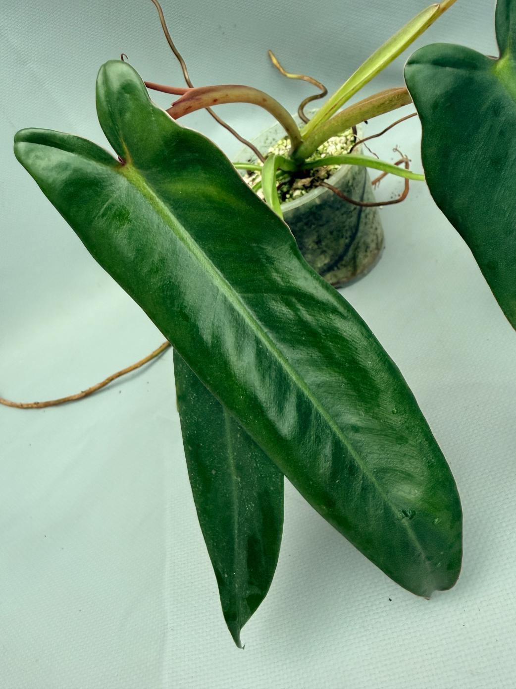 Philodendron spiritus sancti 03