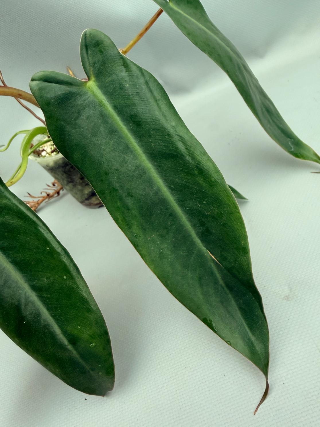 Philodendron spiritus sancti 05