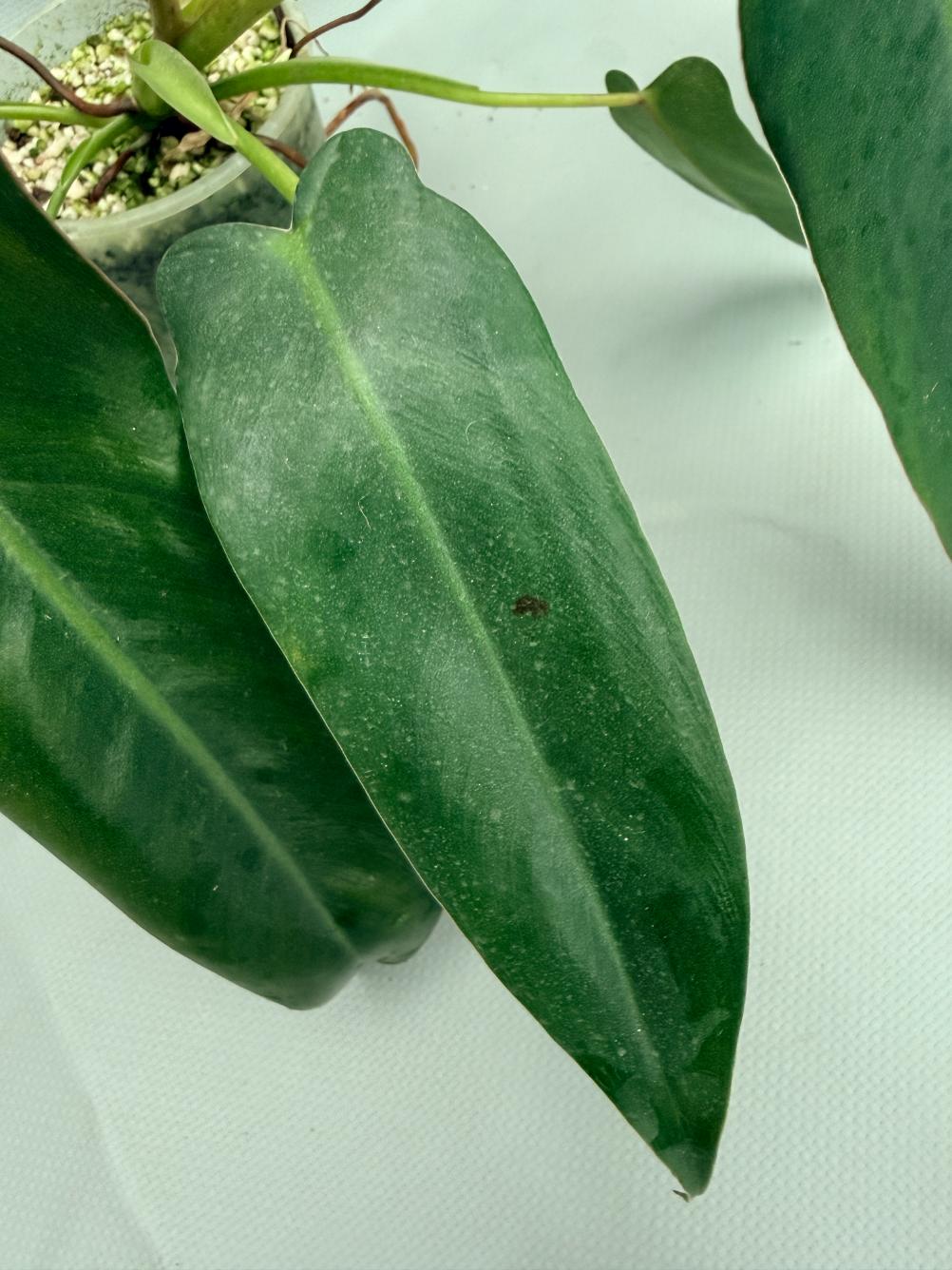 Philodendron spiritus sancti 06
