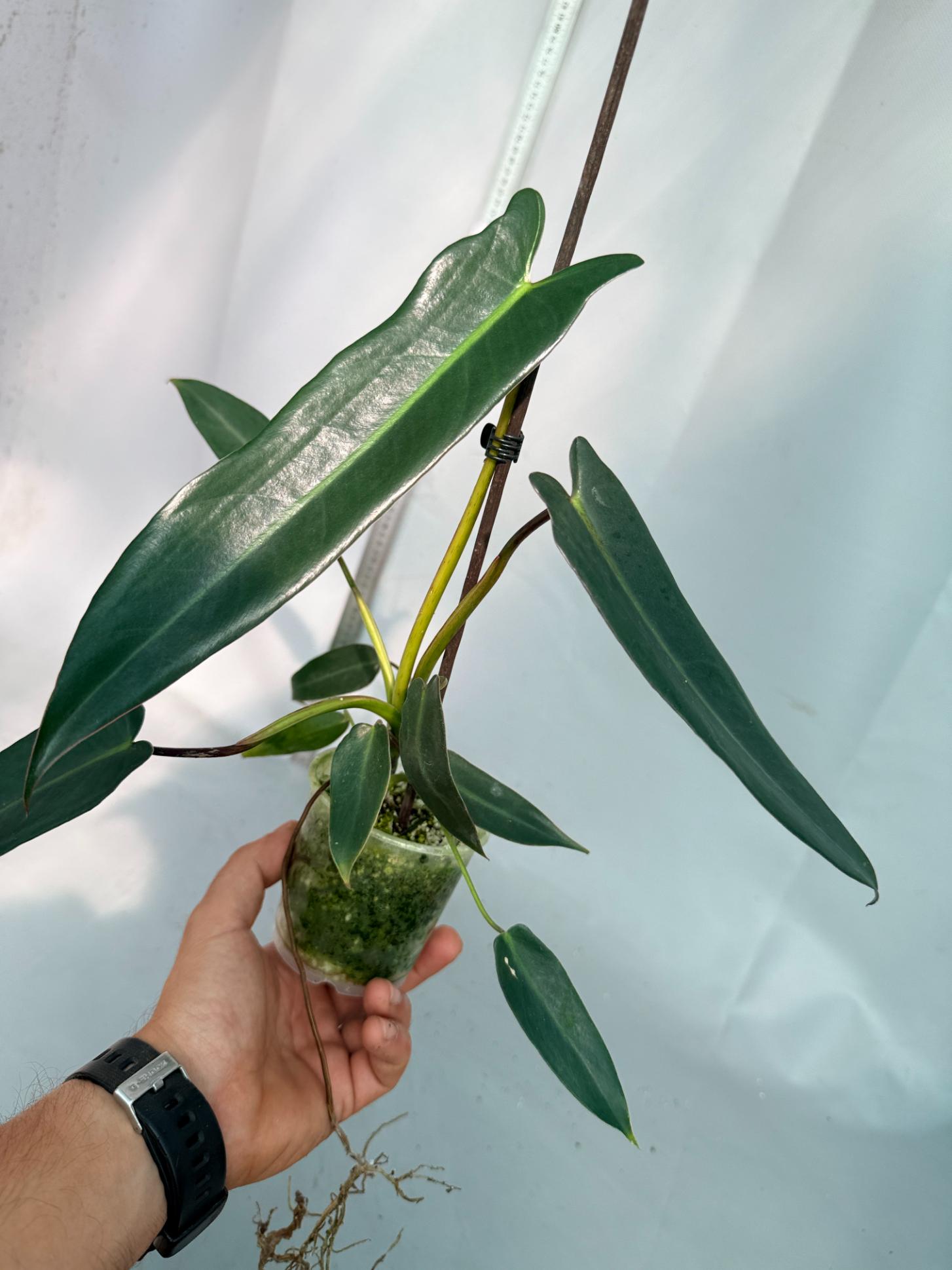Philodendron spiritus sancti 1