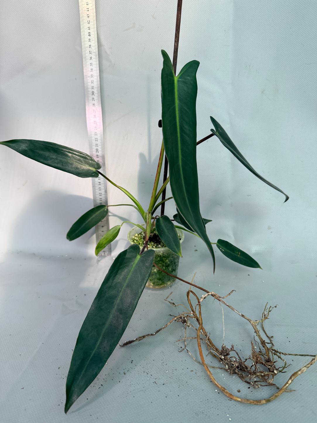 Philodendron spiritus sancti 4