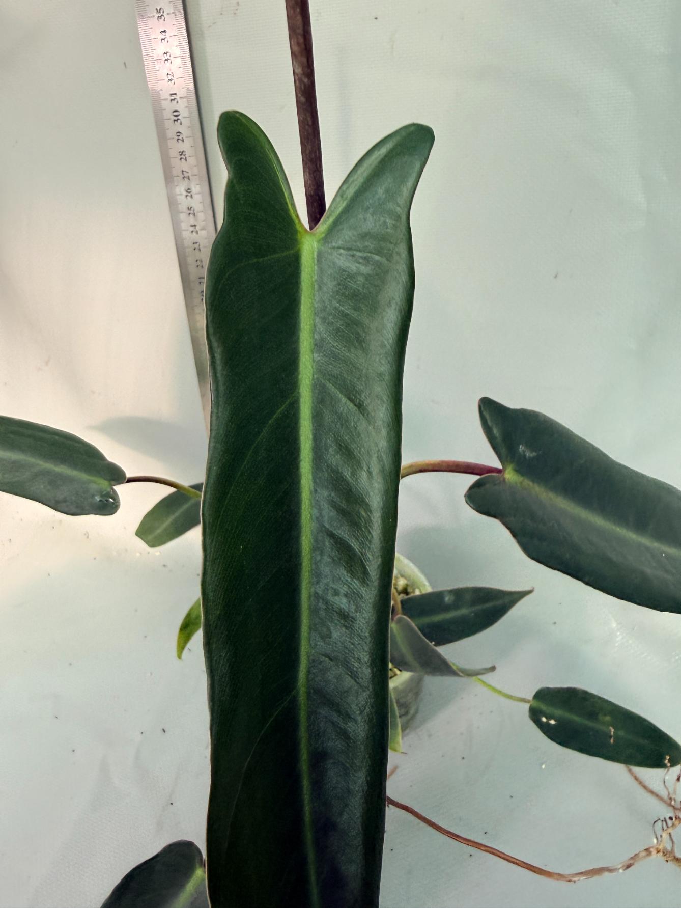 Philodendron spiritus sancti 2
