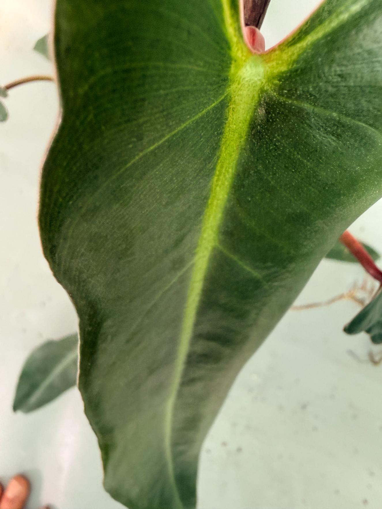 Philodendron spiritus sancti 3