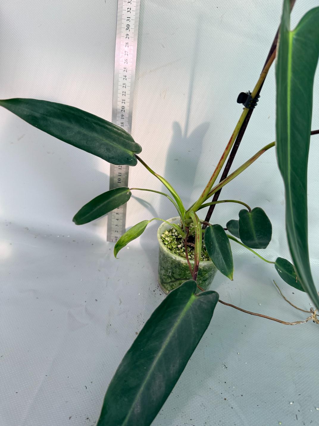 Philodendron spiritus sancti 6