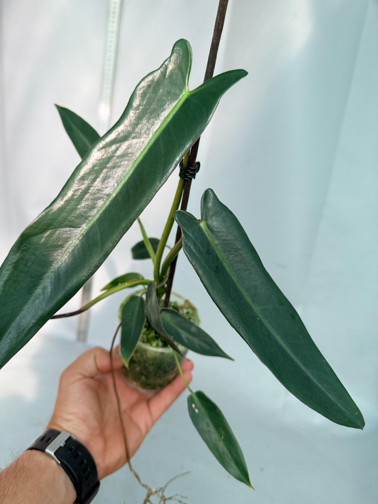 Philodendron spiritus sancti 5