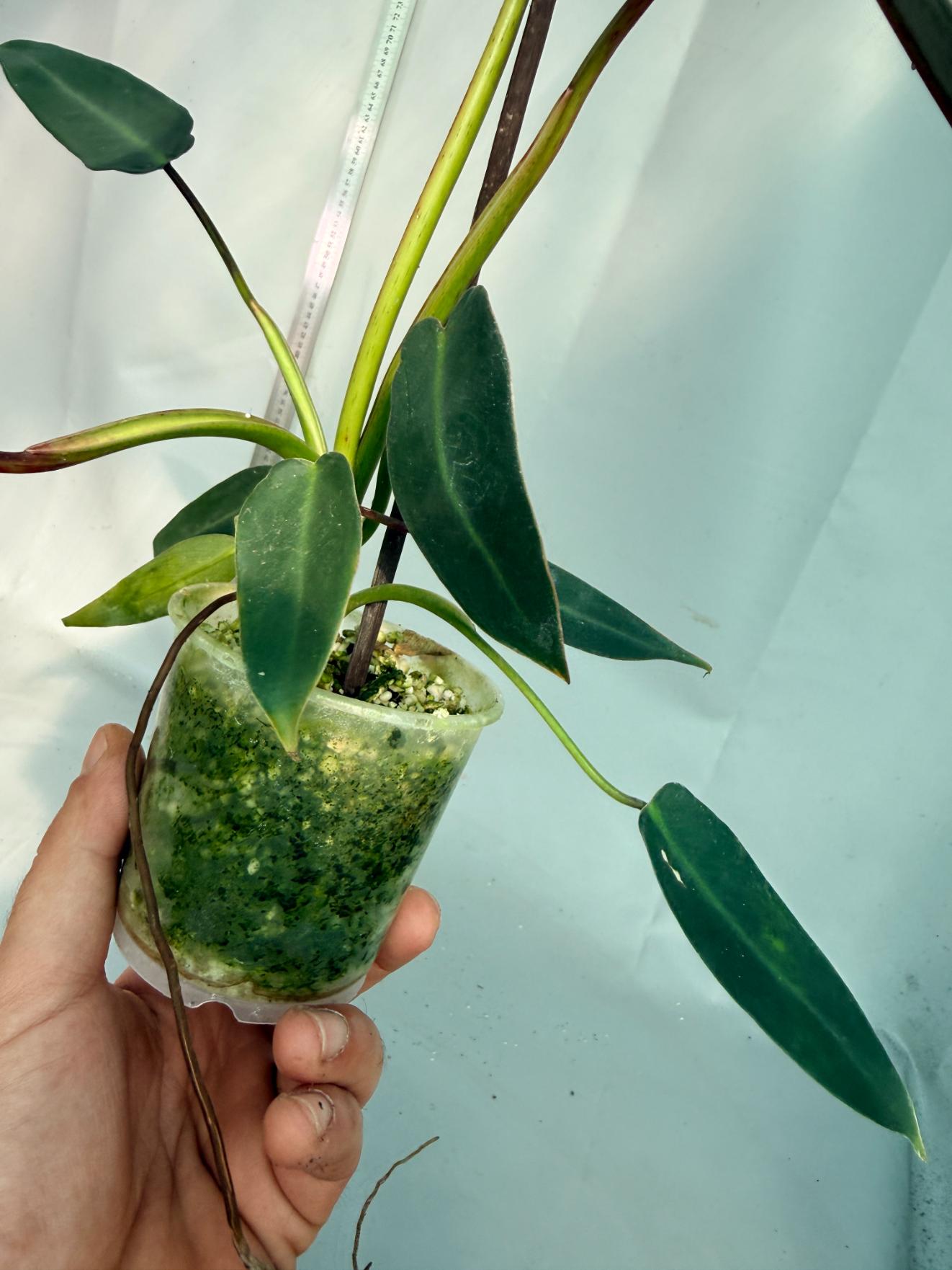 Philodendron spiritus sancti 7