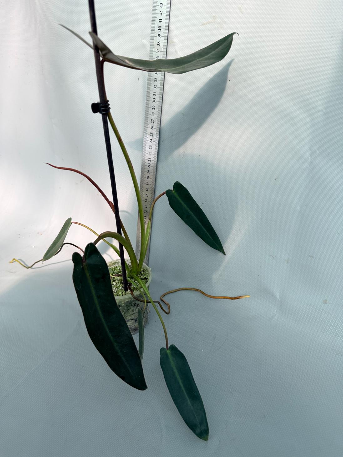 Philodendron spiritus sancti 5