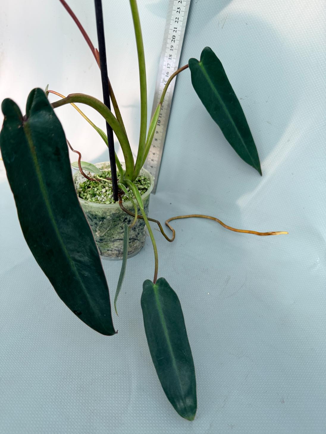 Philodendron spiritus sancti 4