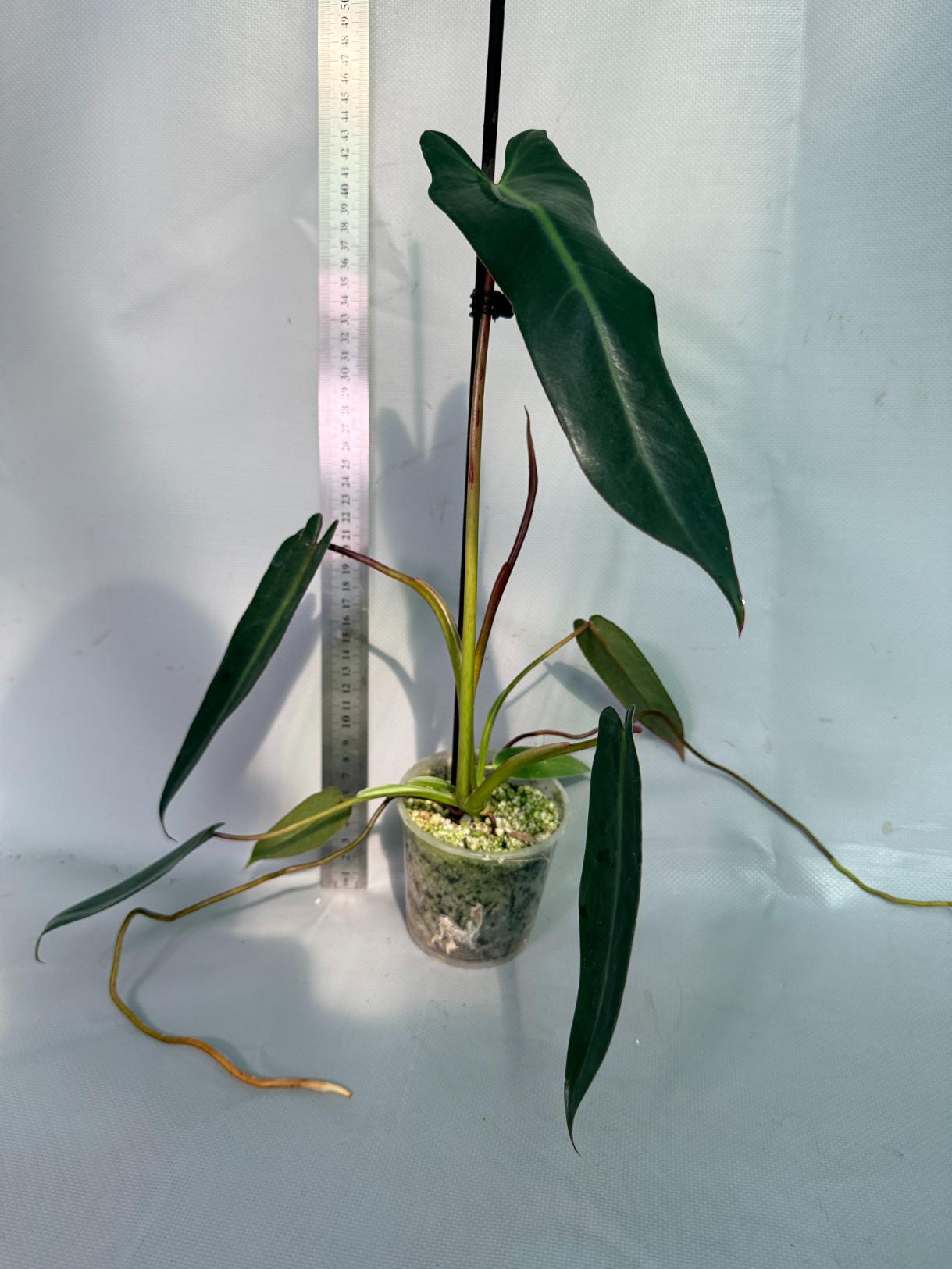 Philodendron spiritus sancti 1