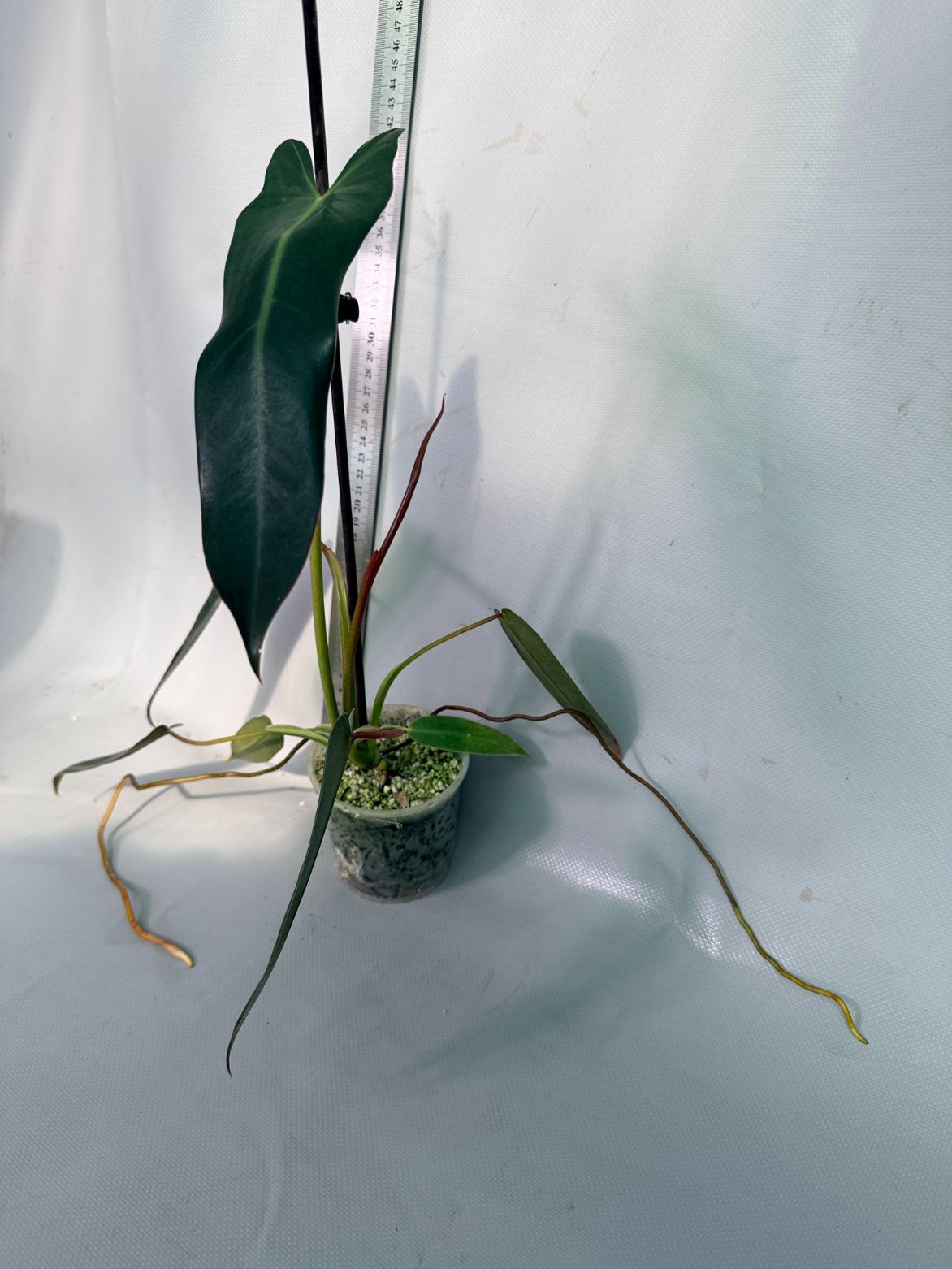 Philodendron spiritus sancti 7