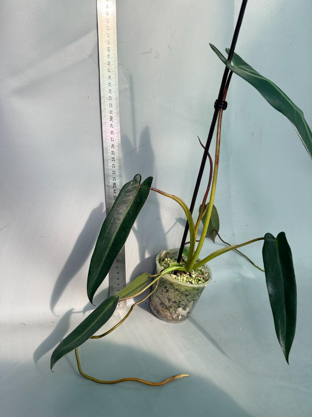 Philodendron spiritus sancti 6