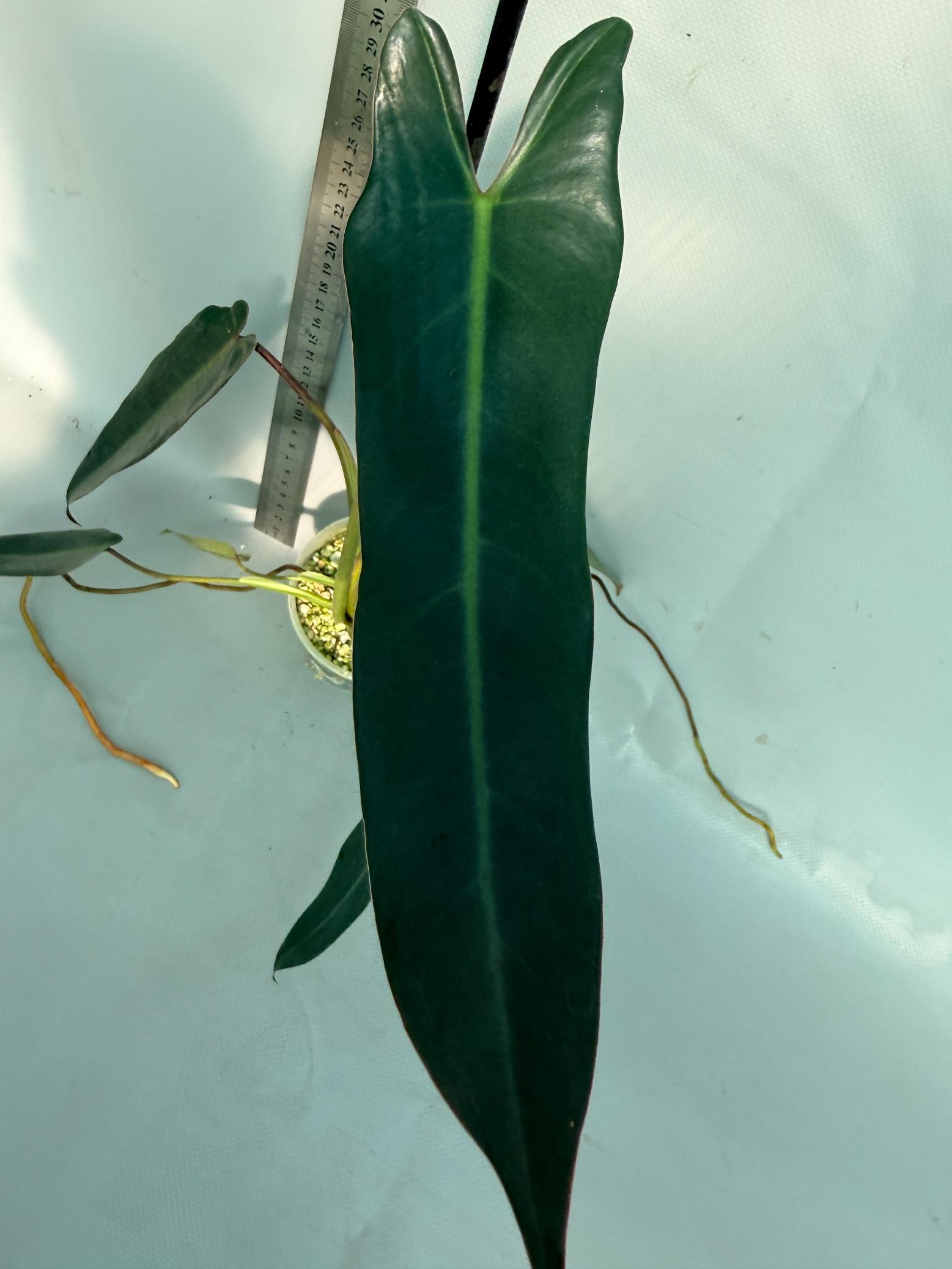 Philodendron spiritus sancti 2