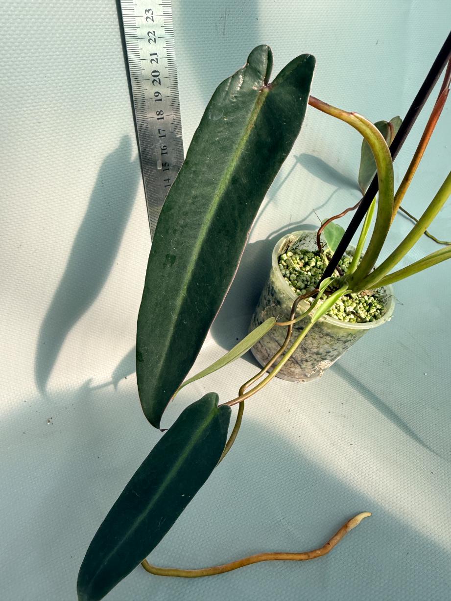 Philodendron spiritus sancti 3