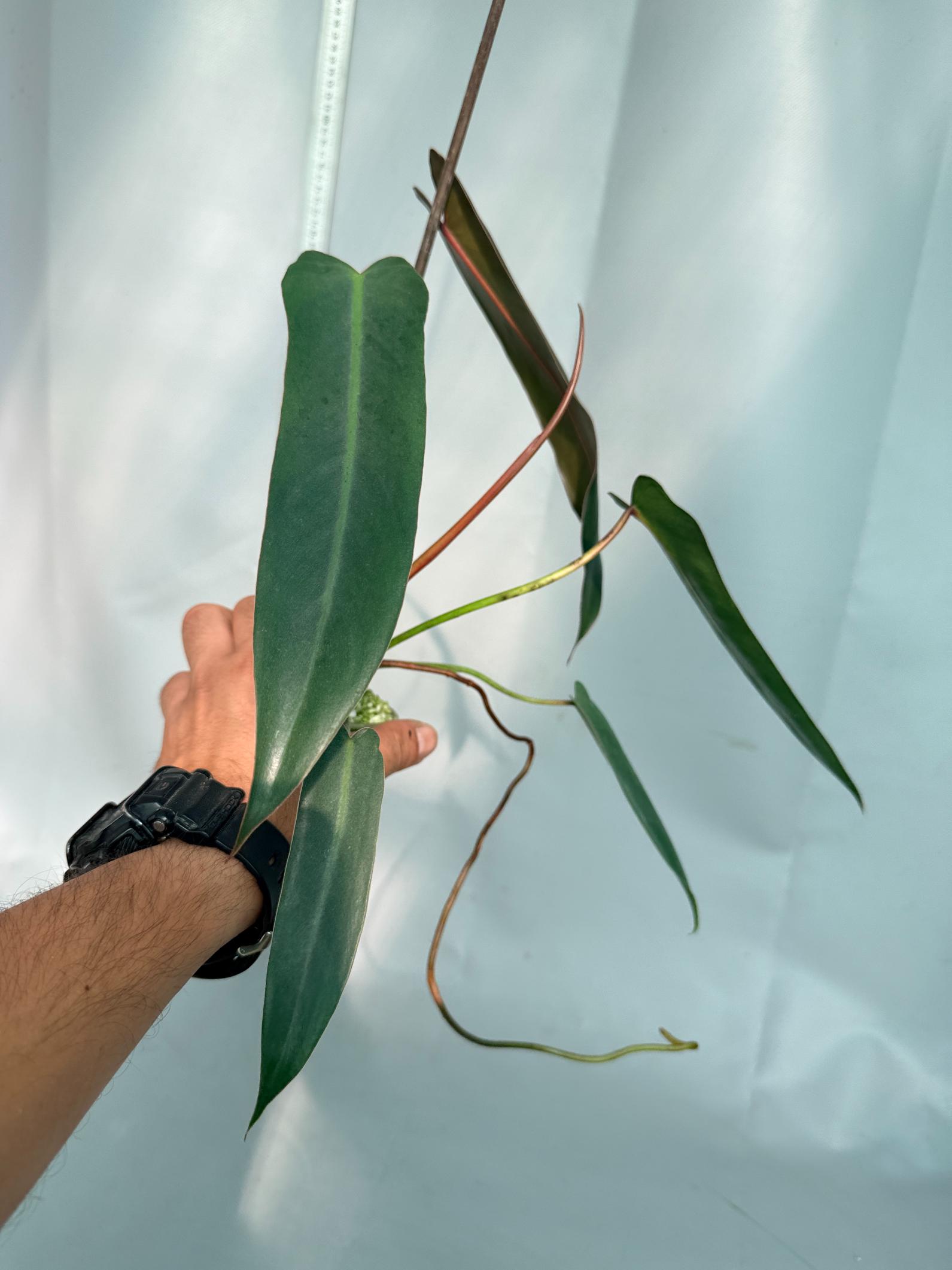 Philodendron spiritus sancti 8