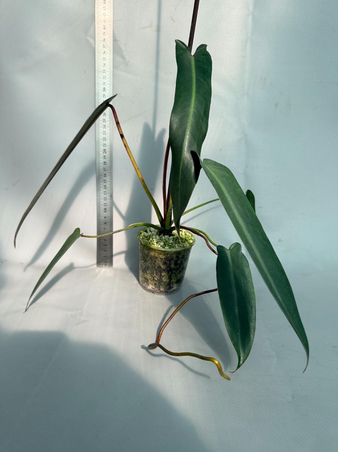 Philodendron spiritus sancti 1