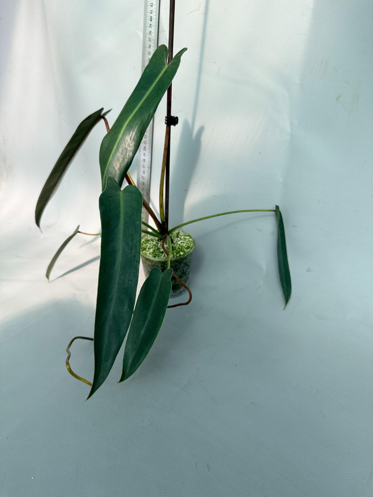 Philodendron spiritus sancti 3