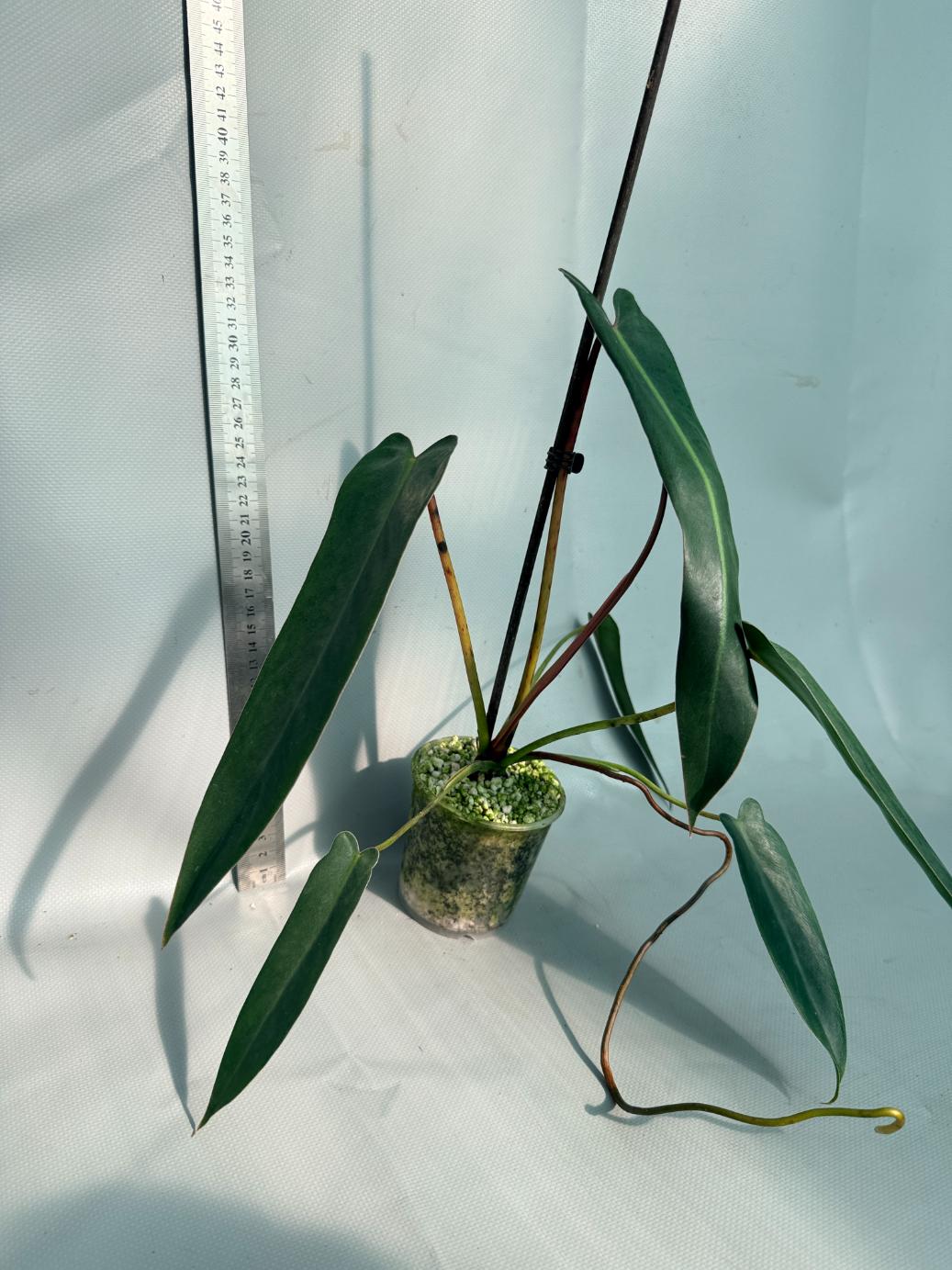 Philodendron spiritus sancti 2