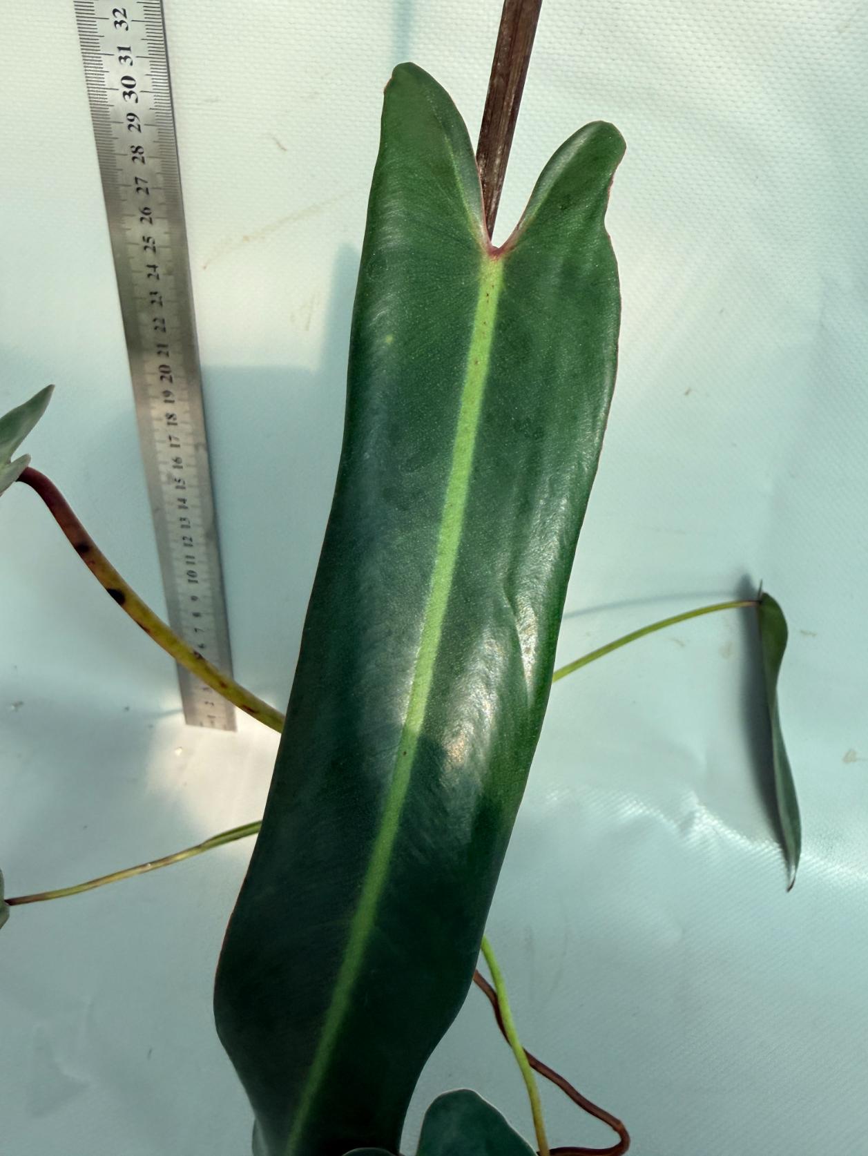 Philodendron spiritus sancti 6