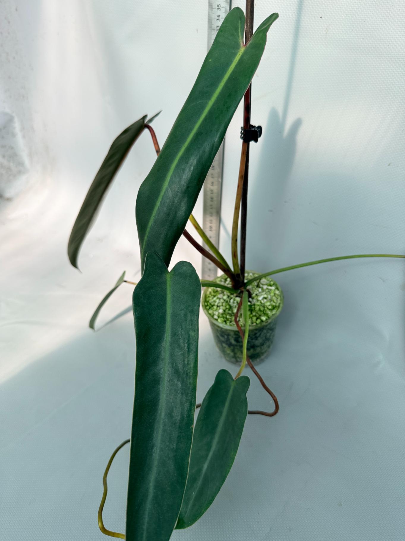 Philodendron spiritus sancti 5