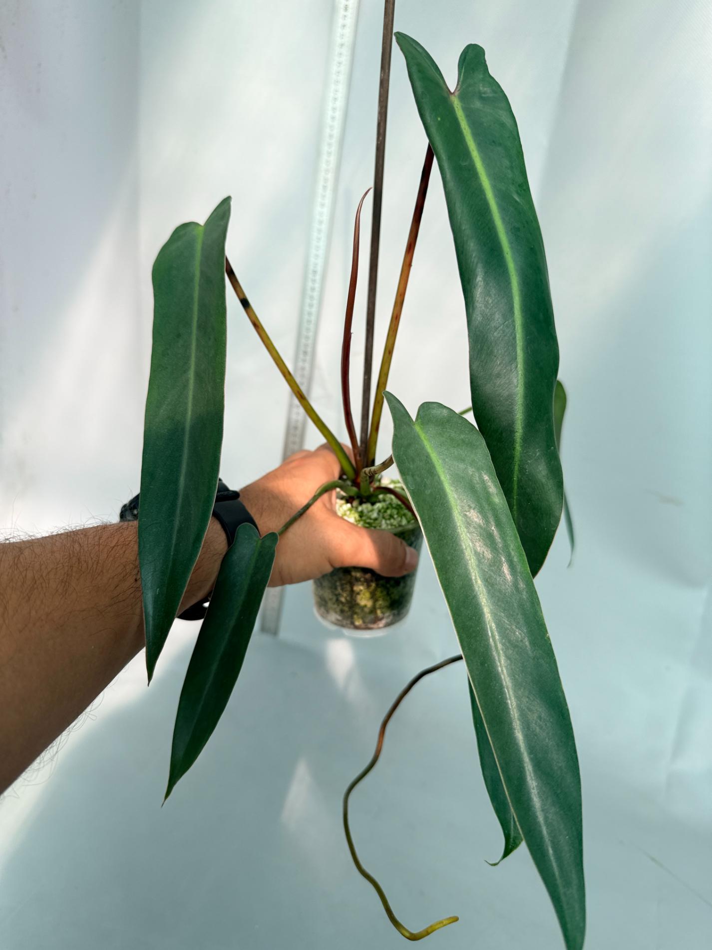 Philodendron spiritus sancti 7
