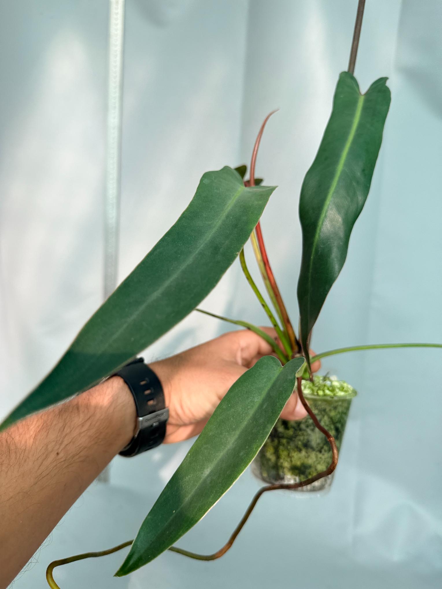 Philodendron spiritus sancti 4