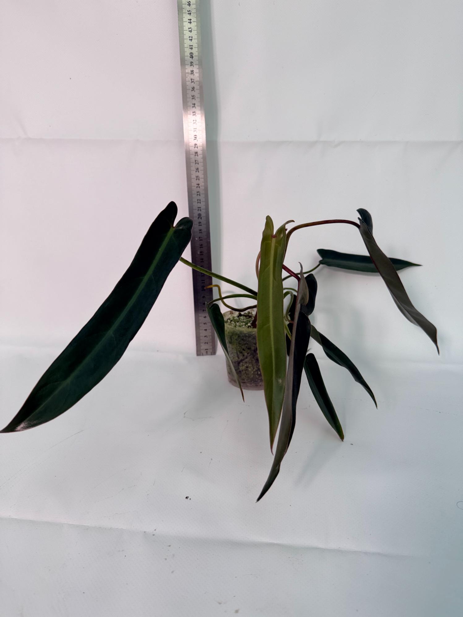 Philodendron spiritus sancti 1