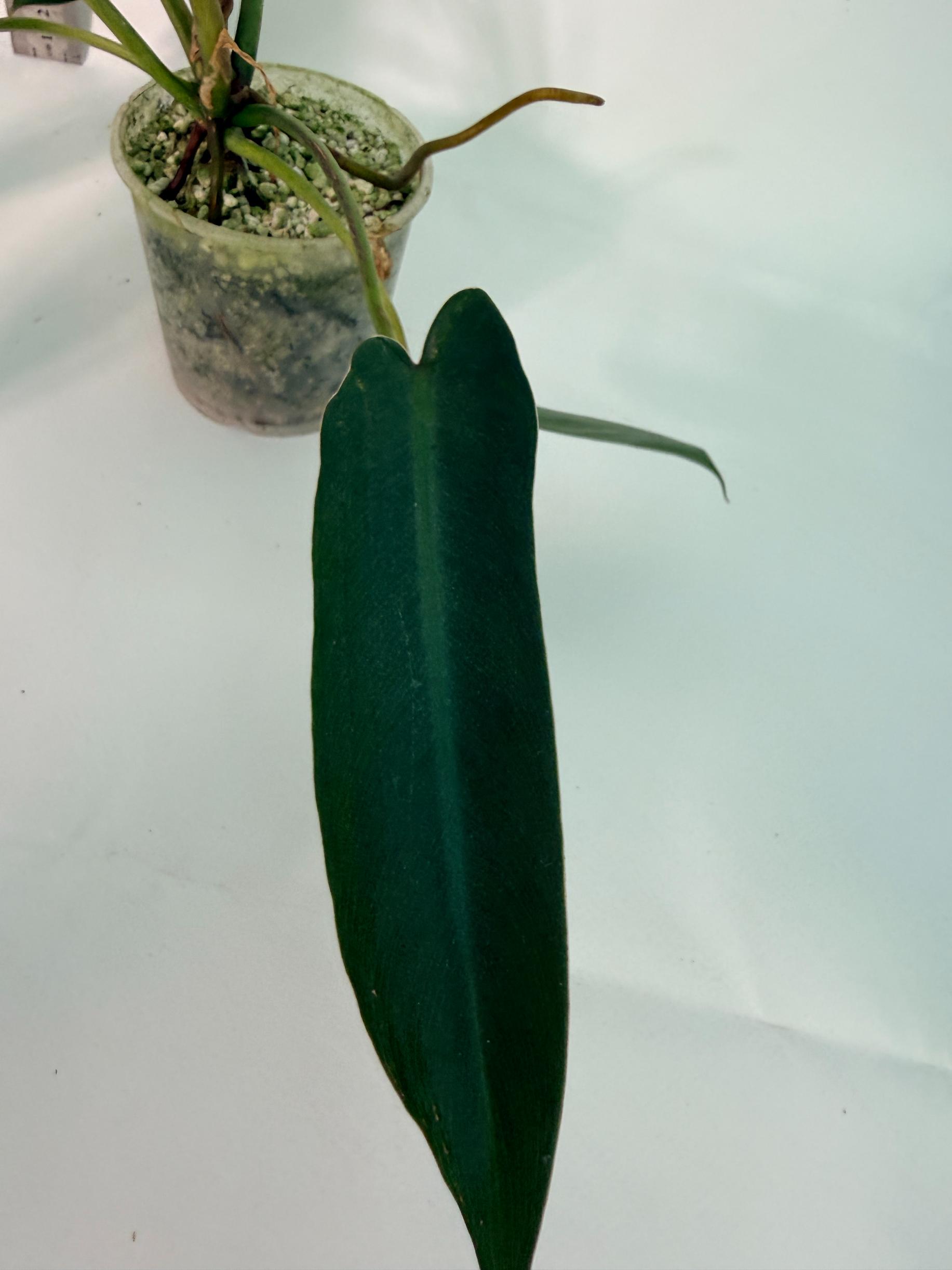 Philodendron spiritus sancti 9