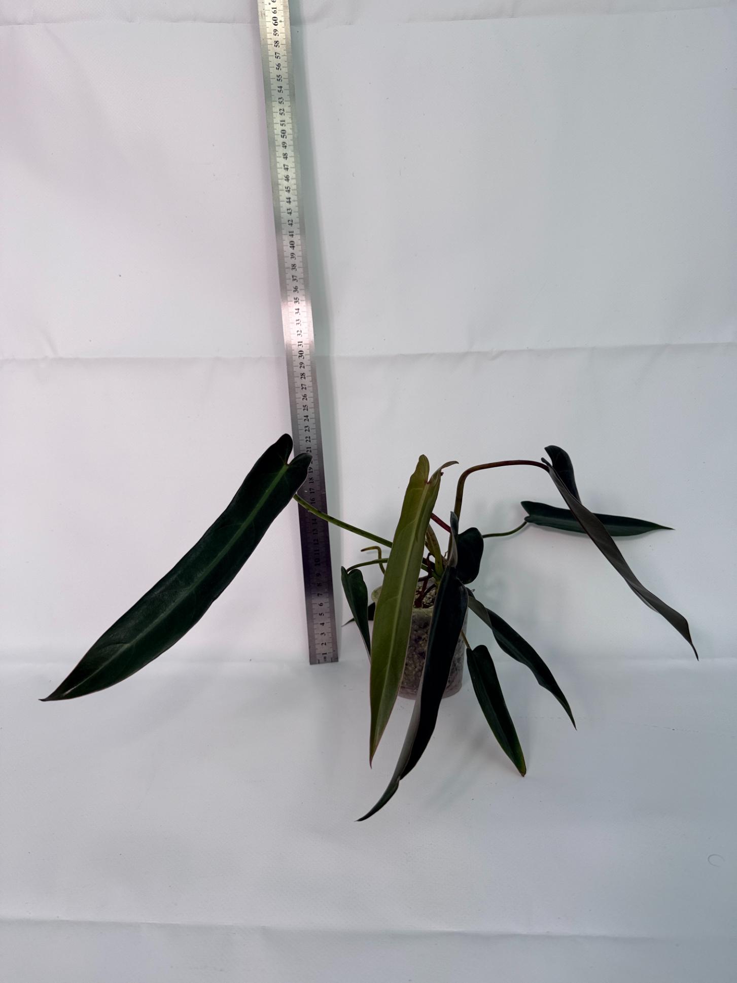 Philodendron spiritus sancti 5