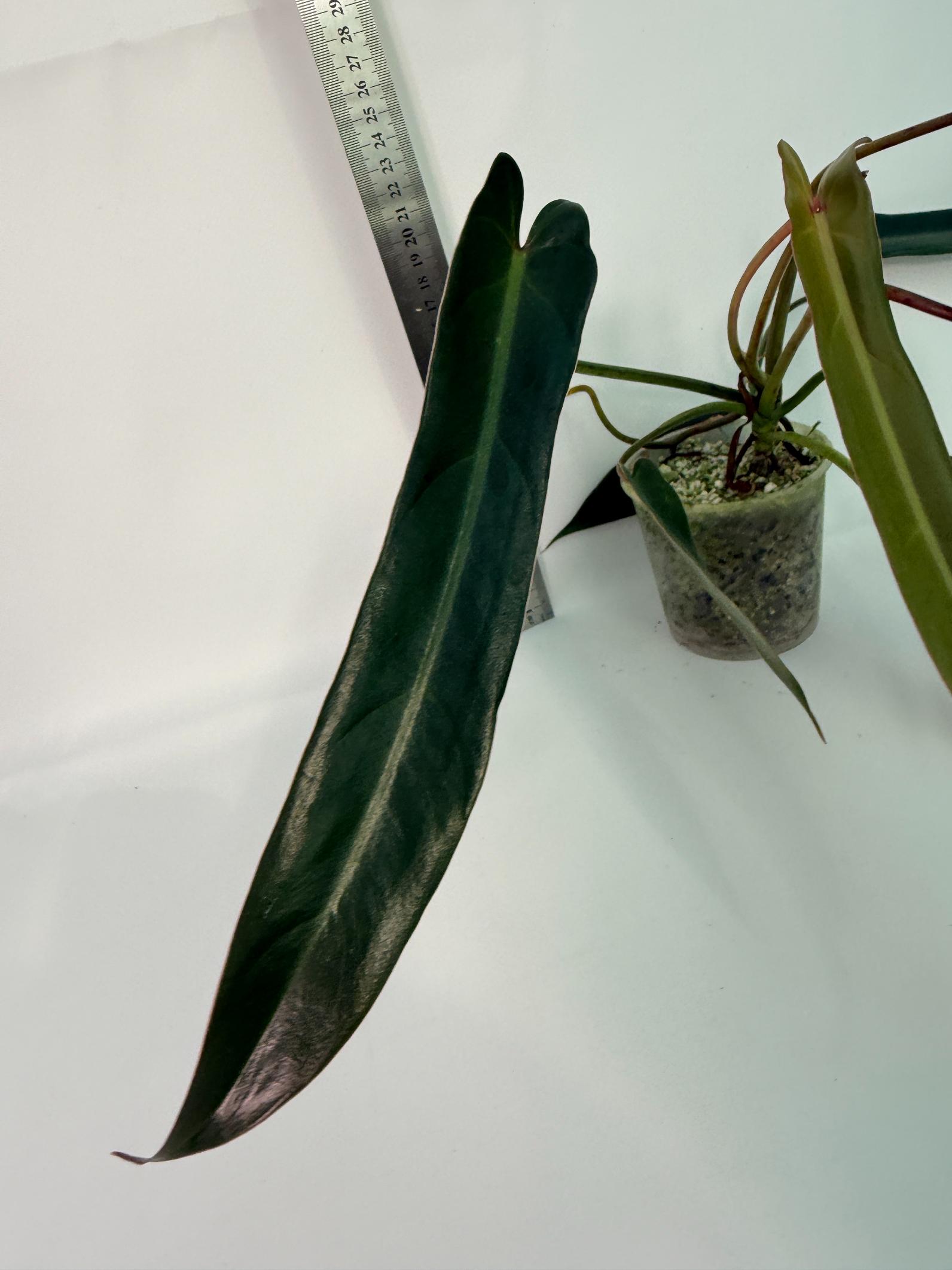 Philodendron spiritus sancti 6