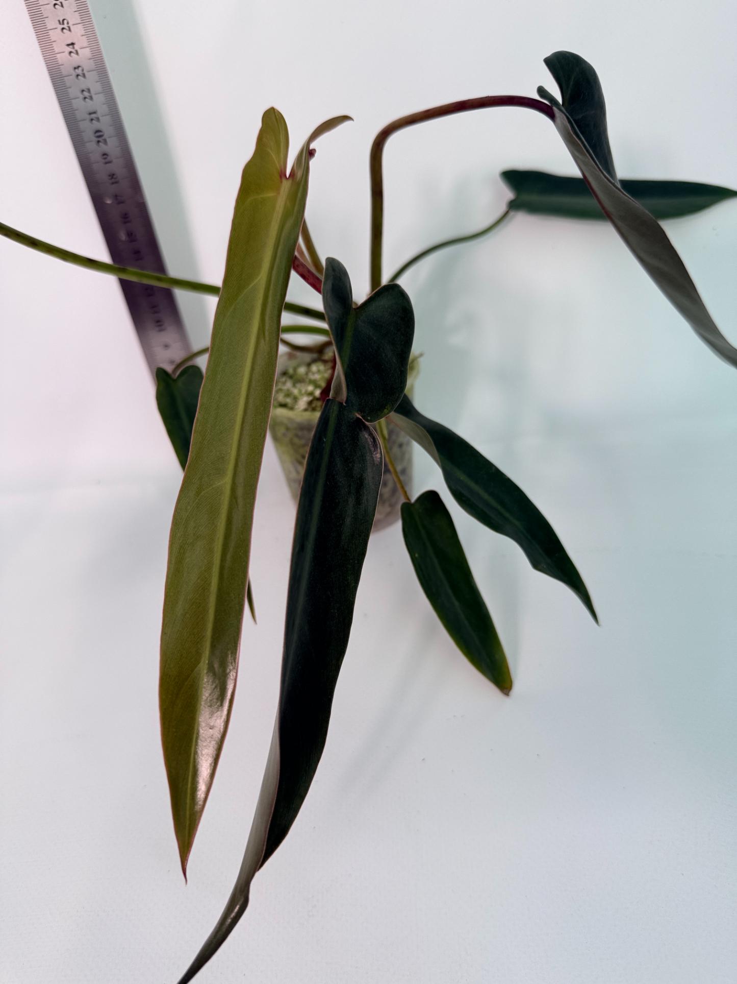 Philodendron spiritus sancti 3