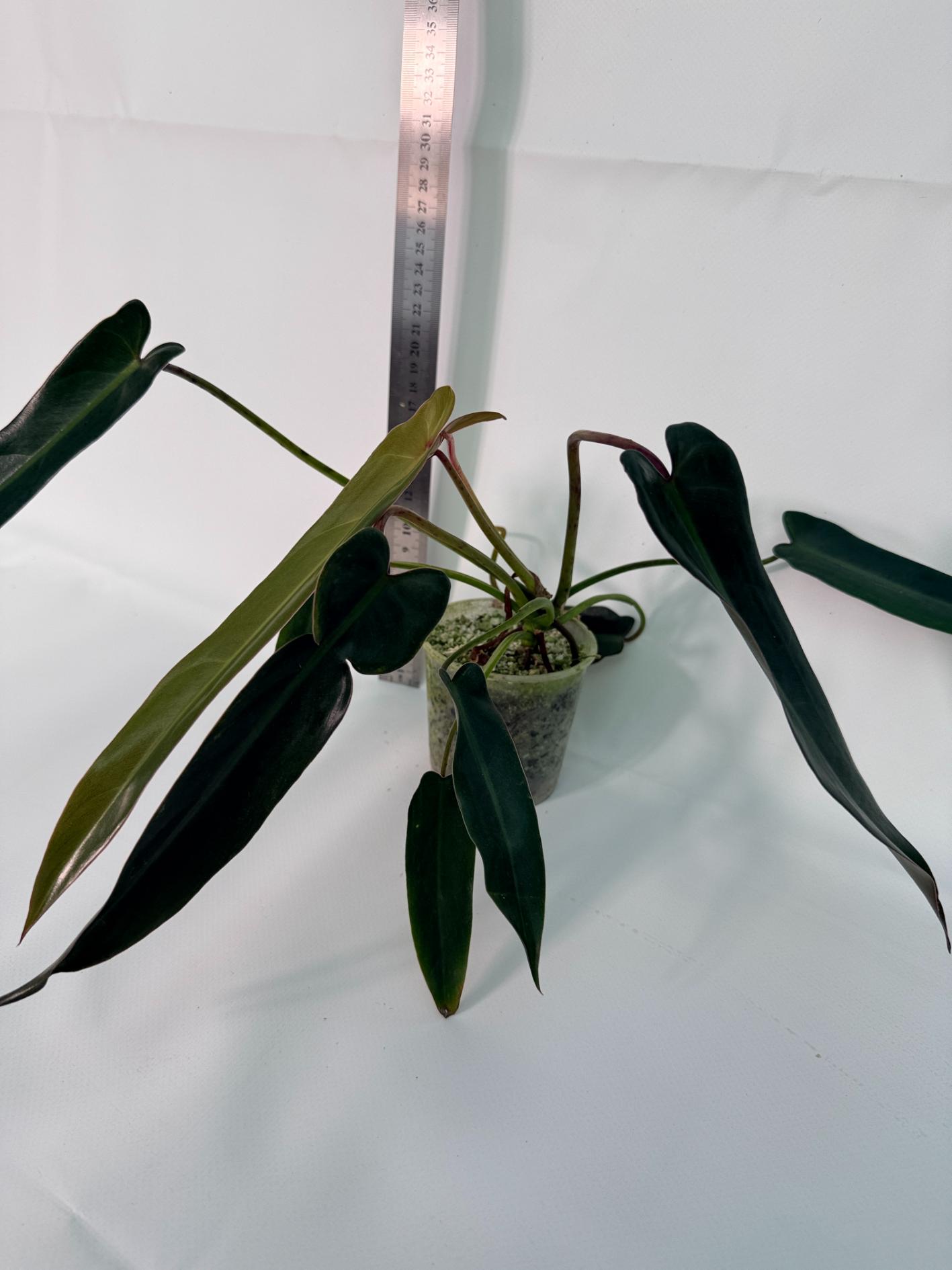 Philodendron spiritus sancti 7