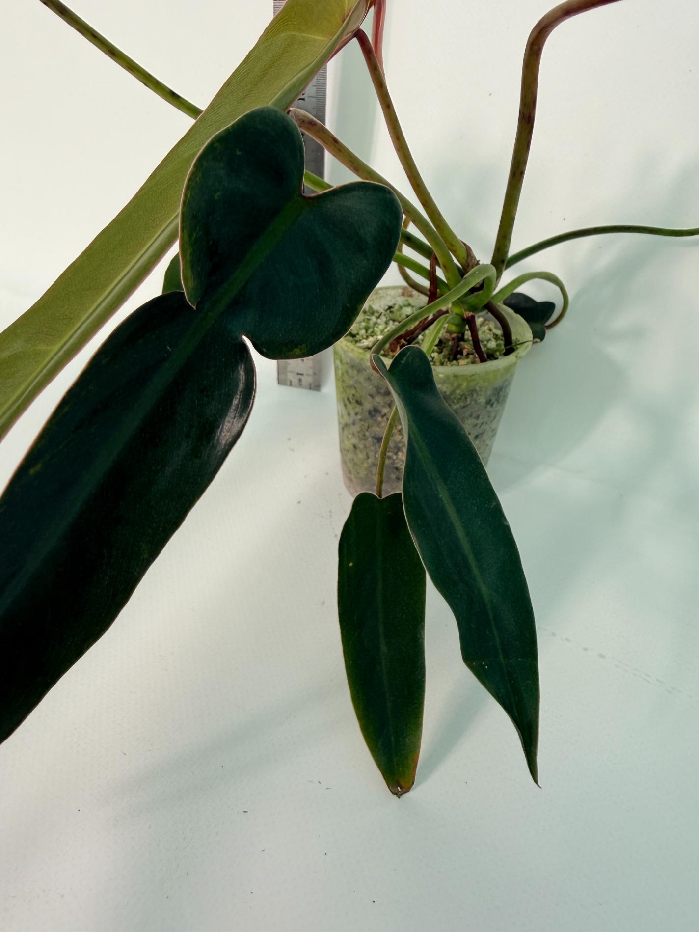 ebay philodendron spiritus sancti Philodendron spiritus sancti