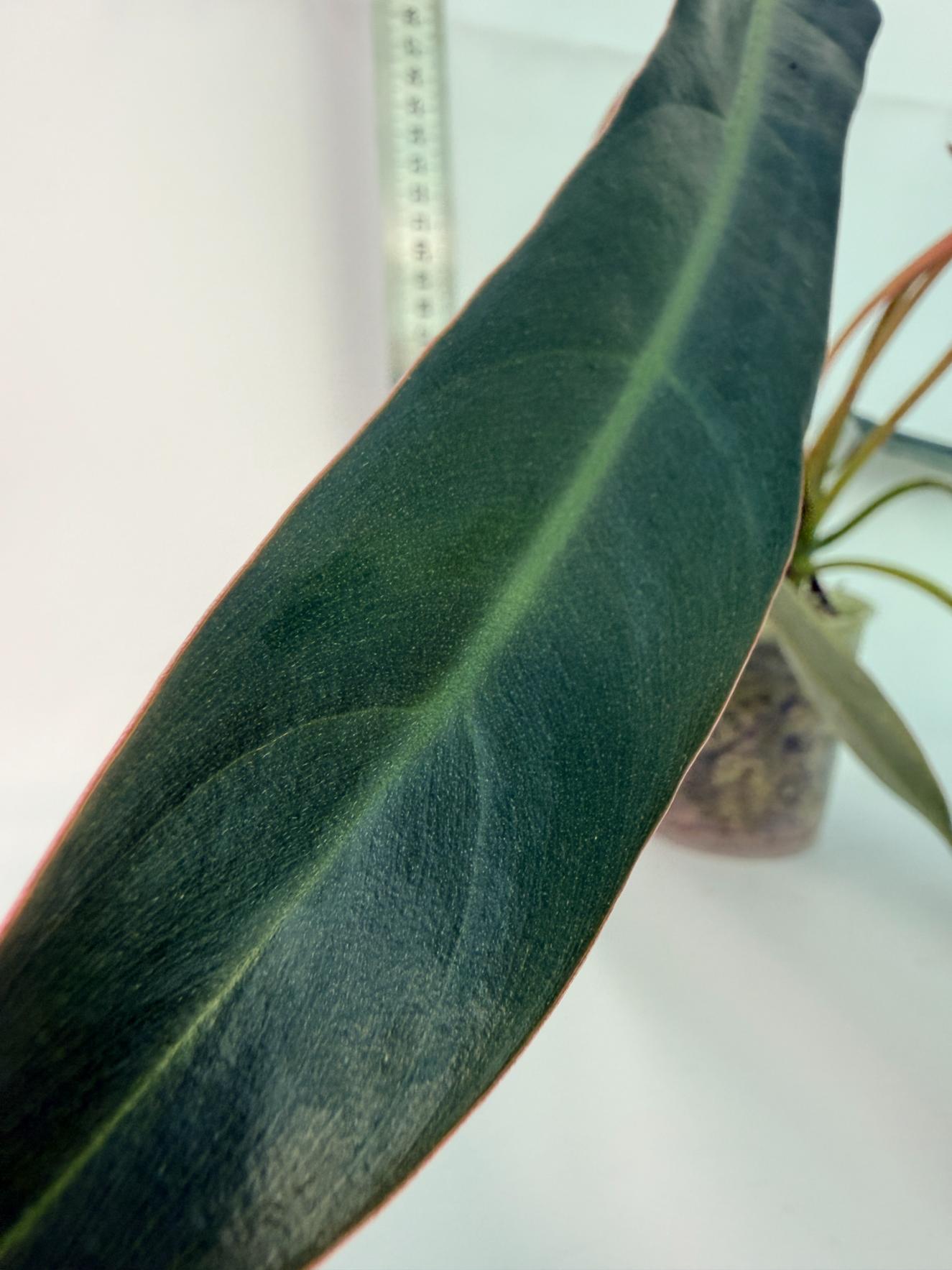 Philodendron spiritus sancti 4