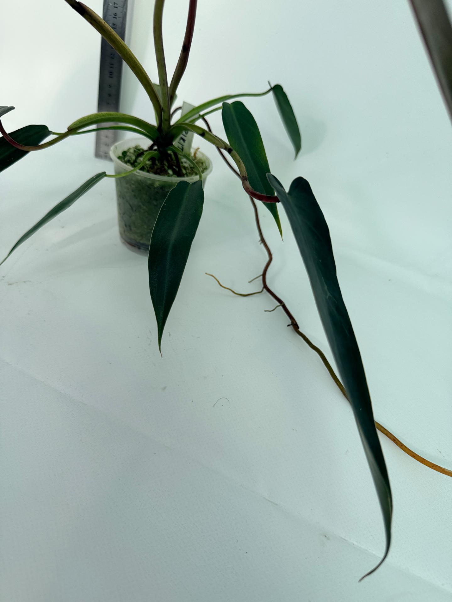 Philodendron spiritus sancti 8