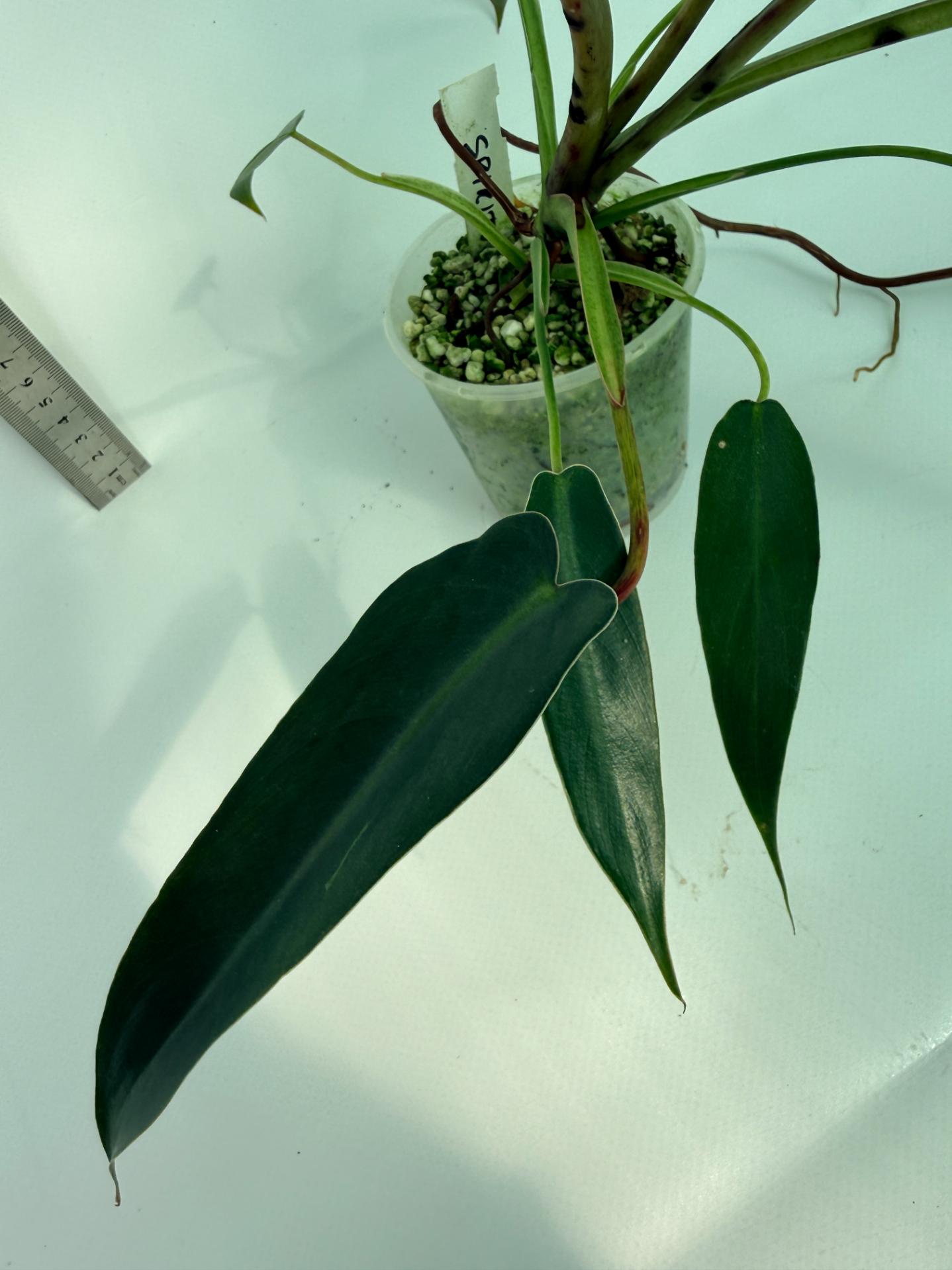 Philodendron spiritus sancti 9