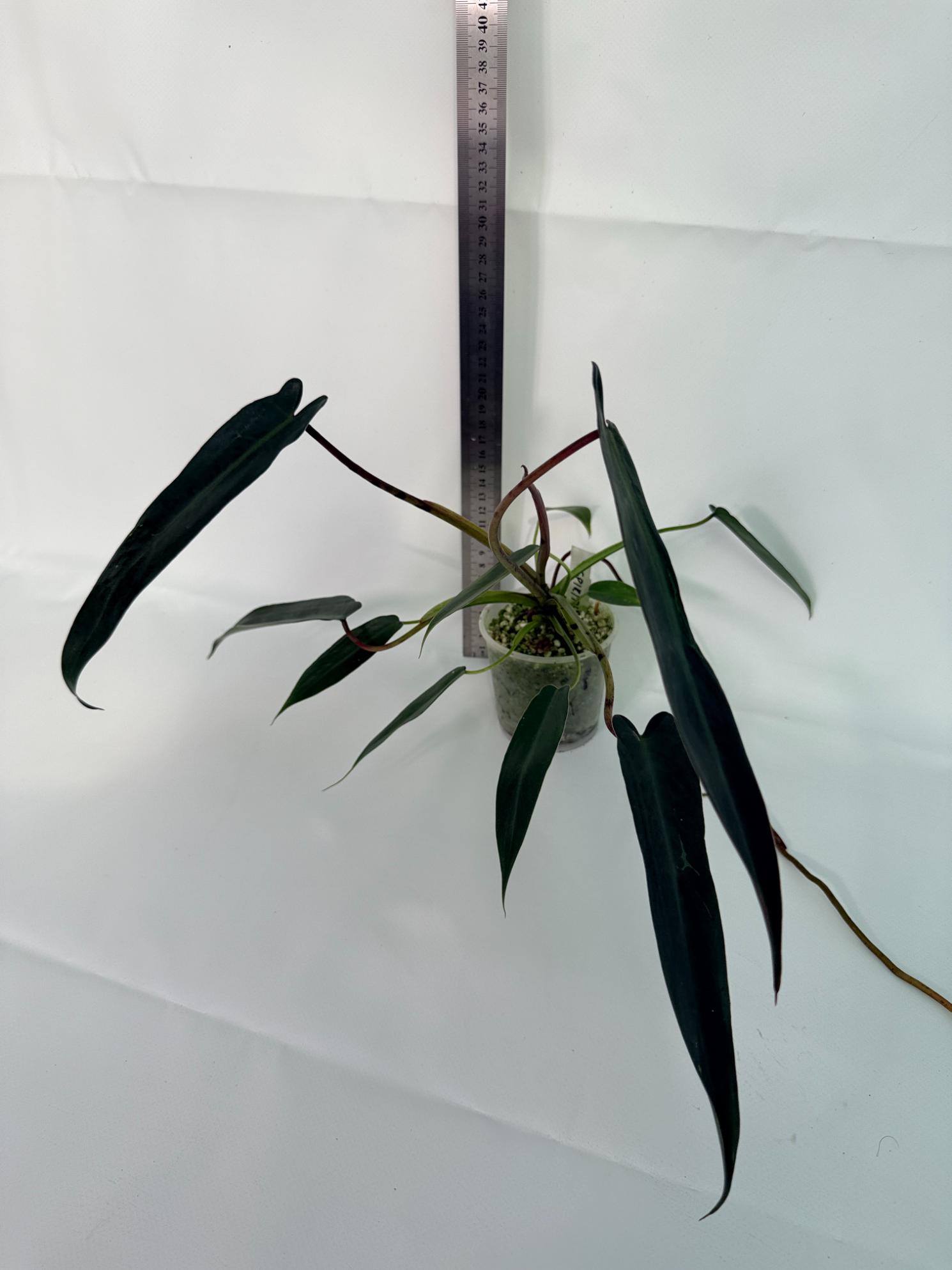 Philodendron spiritus sancti 3
