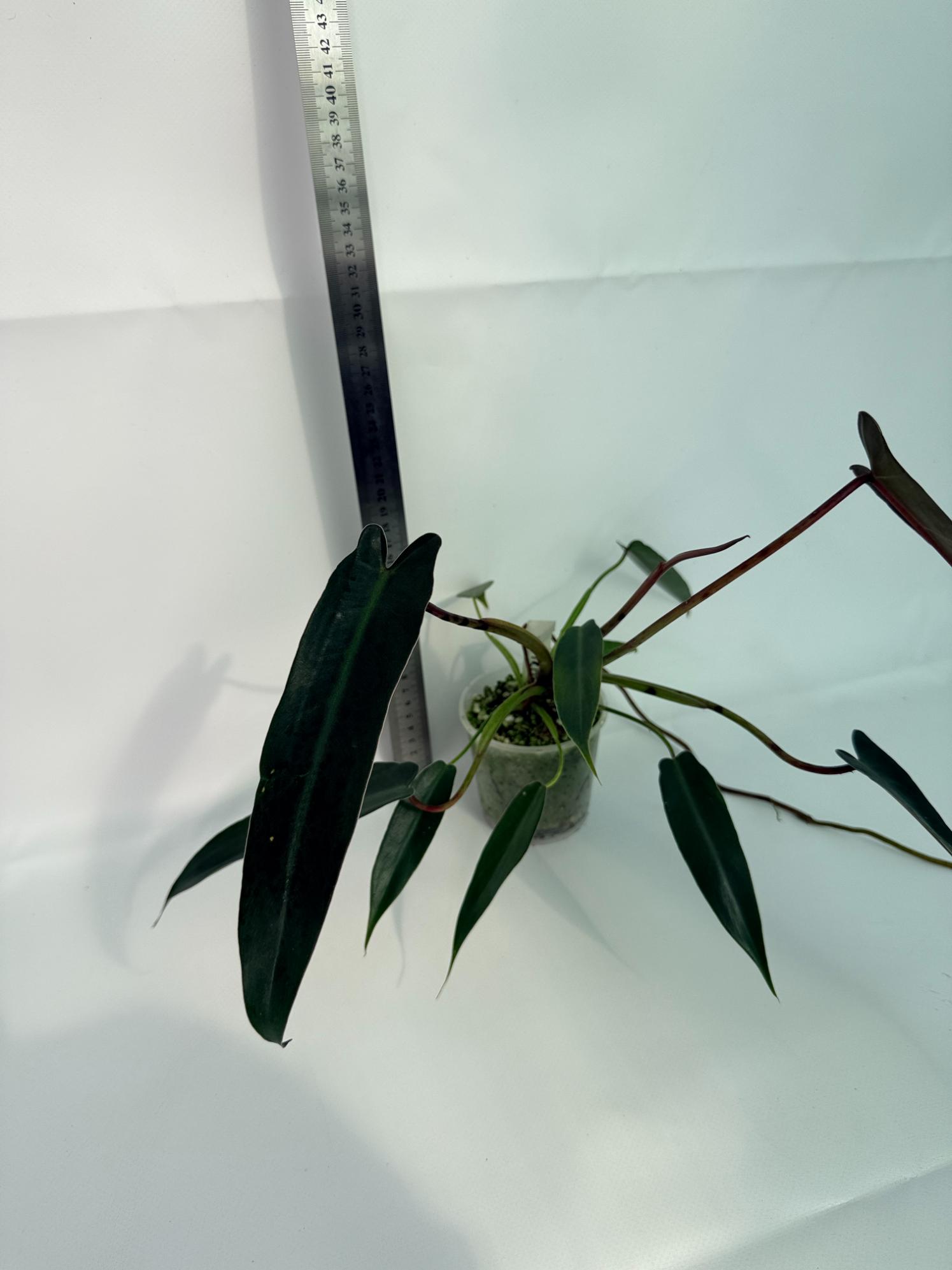 Philodendron spiritus sancti 4