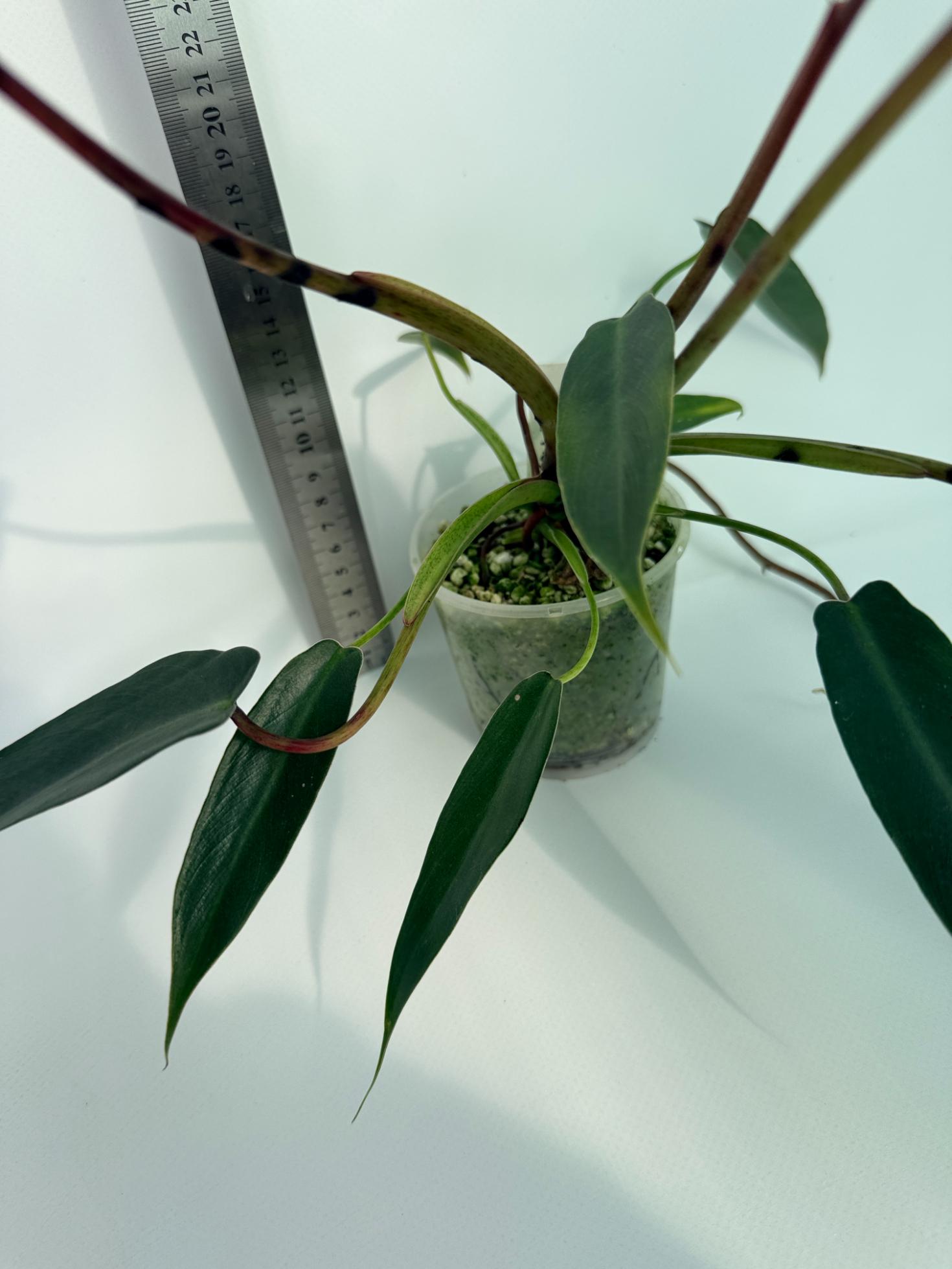 Philodendron spiritus sancti 2