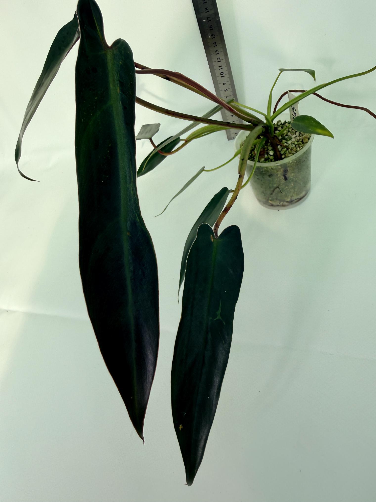 Philodendron spiritus sancti 5
