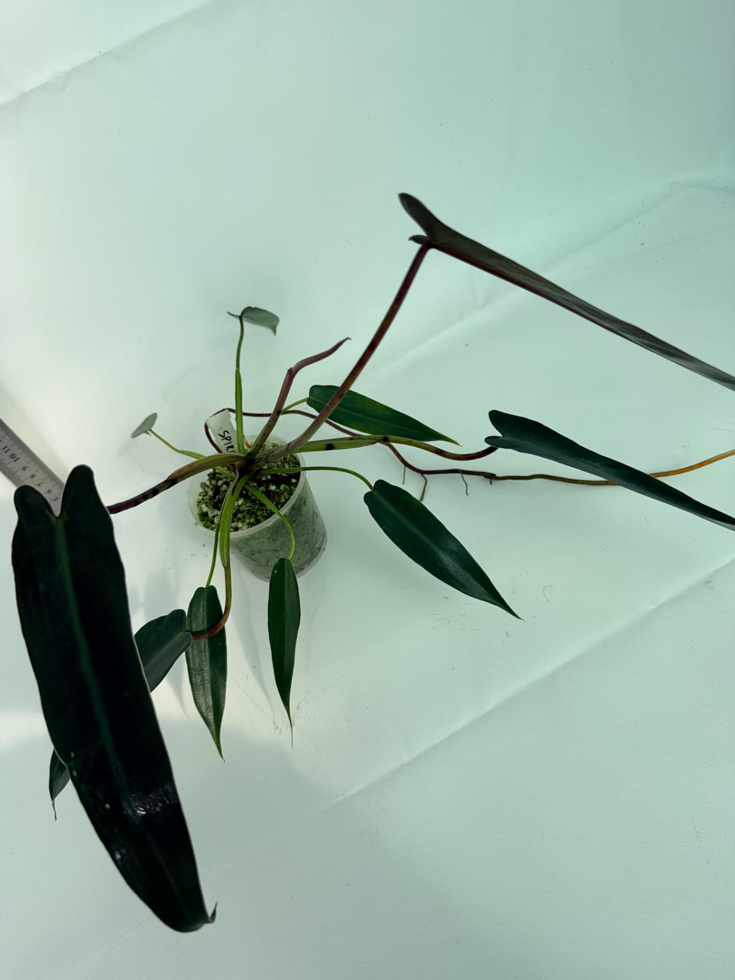 Philodendron spiritus sancti 6