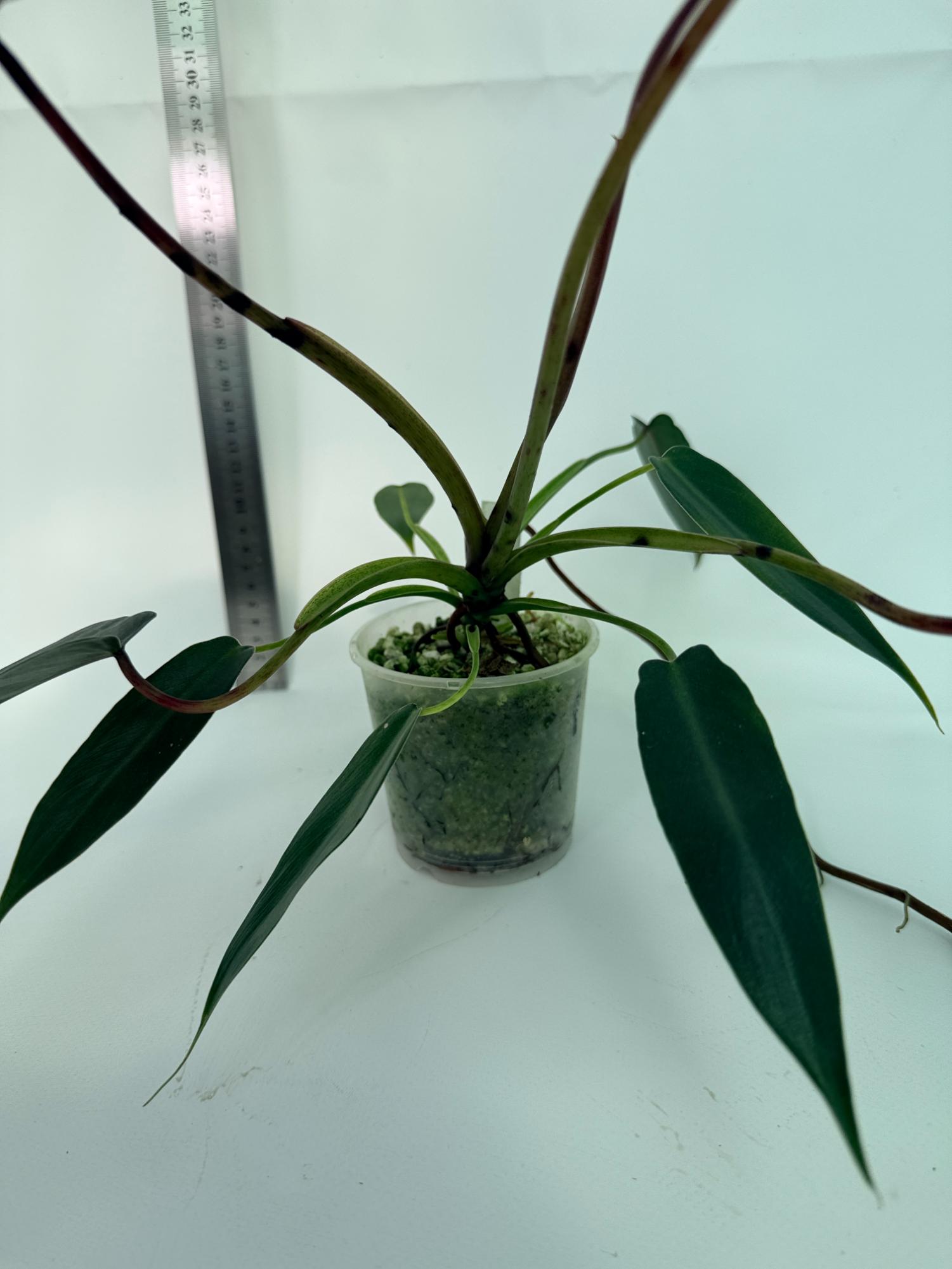 Philodendron spiritus sancti 7