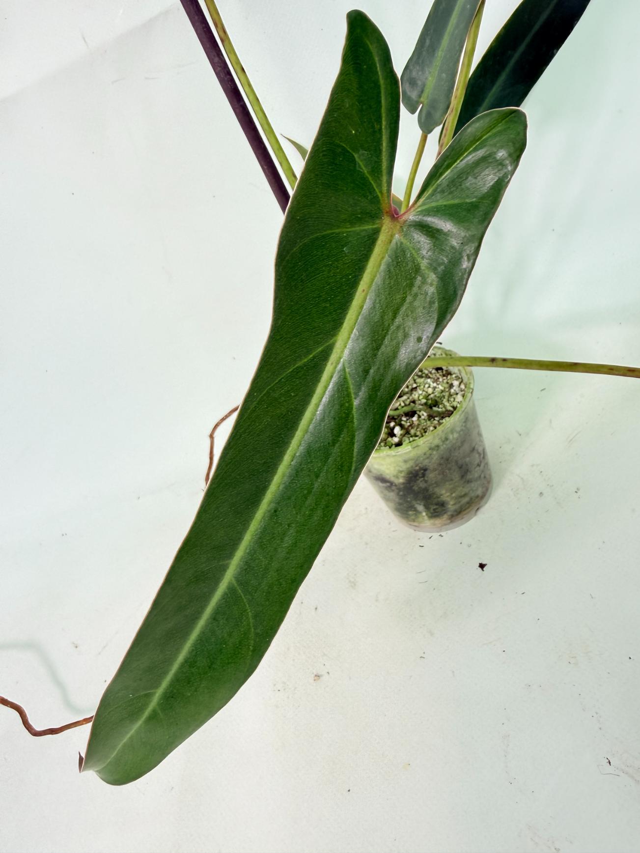 Philodendron spiritus sancti 4