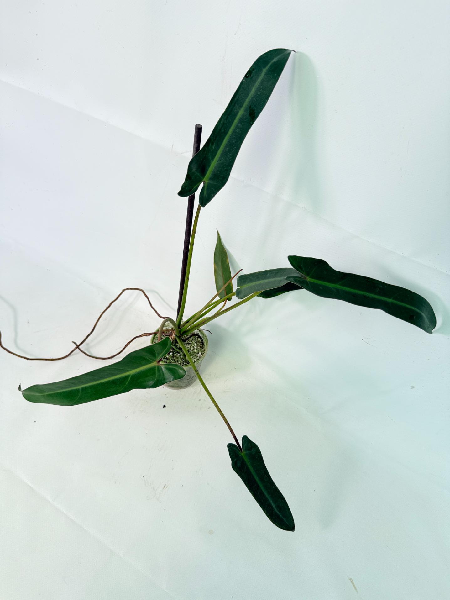 Philodendron spiritus sancti 9